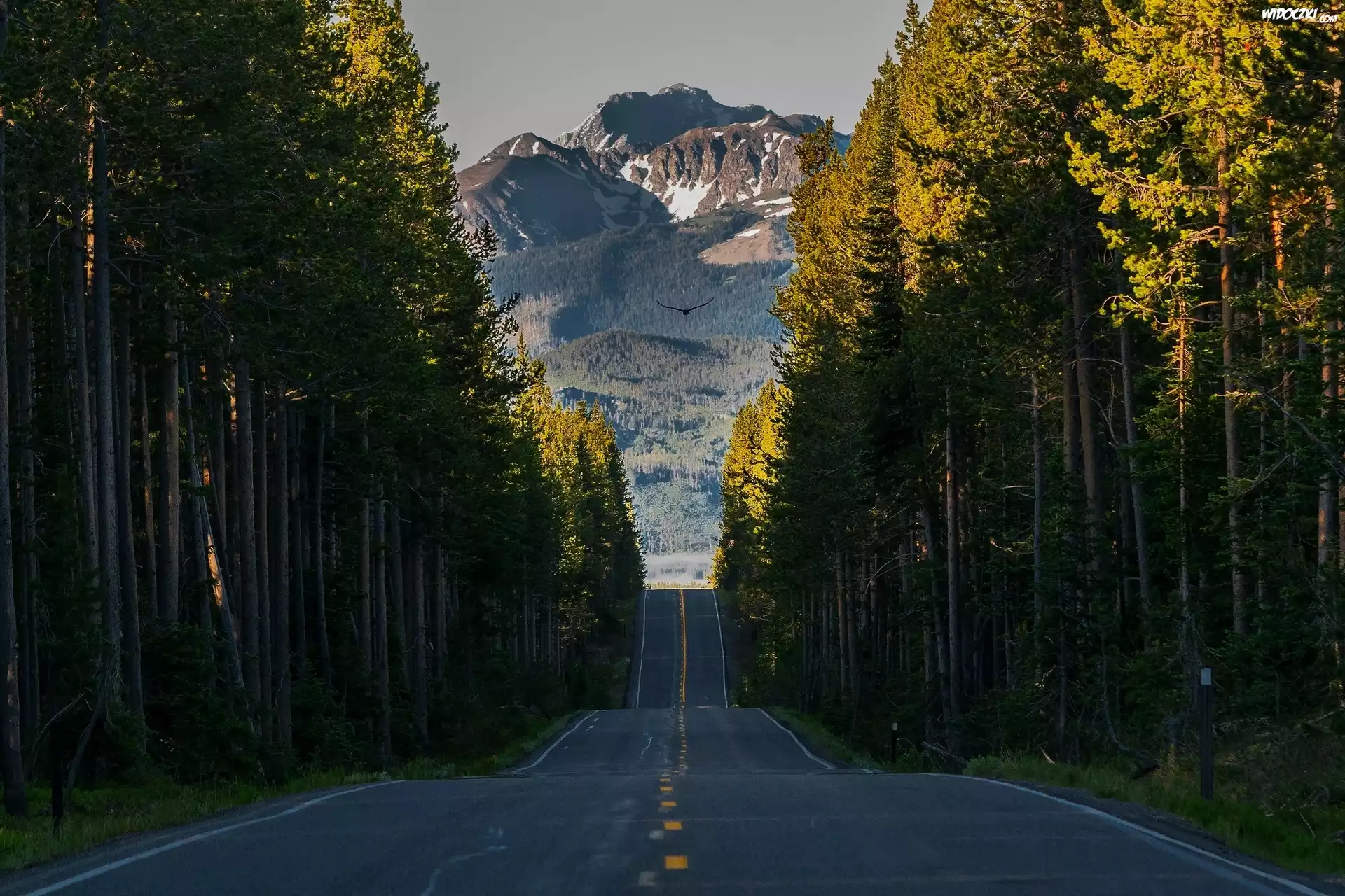 Stany Zjednoczone, Stan Wyoming, Park Narodowy Yellowstone, Grand Teton, Góry, Szczyt Grand Teton, Droga South Entrance Road, Las, Ptak