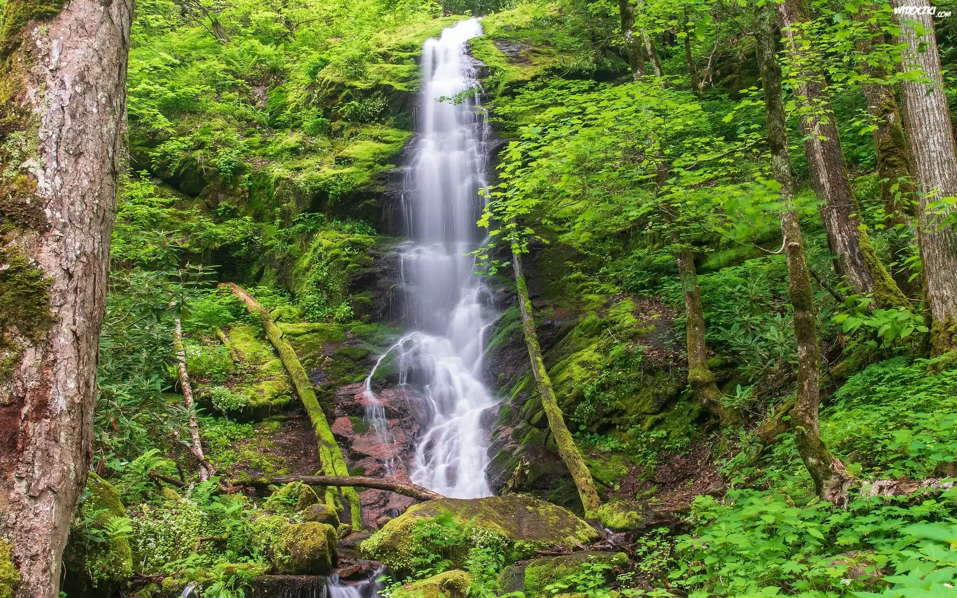 Stany Zjednoczone, Stan Tennessee, Park Narodowy Great Smoky Mountains, Wodospad Mouse Creek Falls, Omszałe, Skały, Las, Drzewa, Roślinność