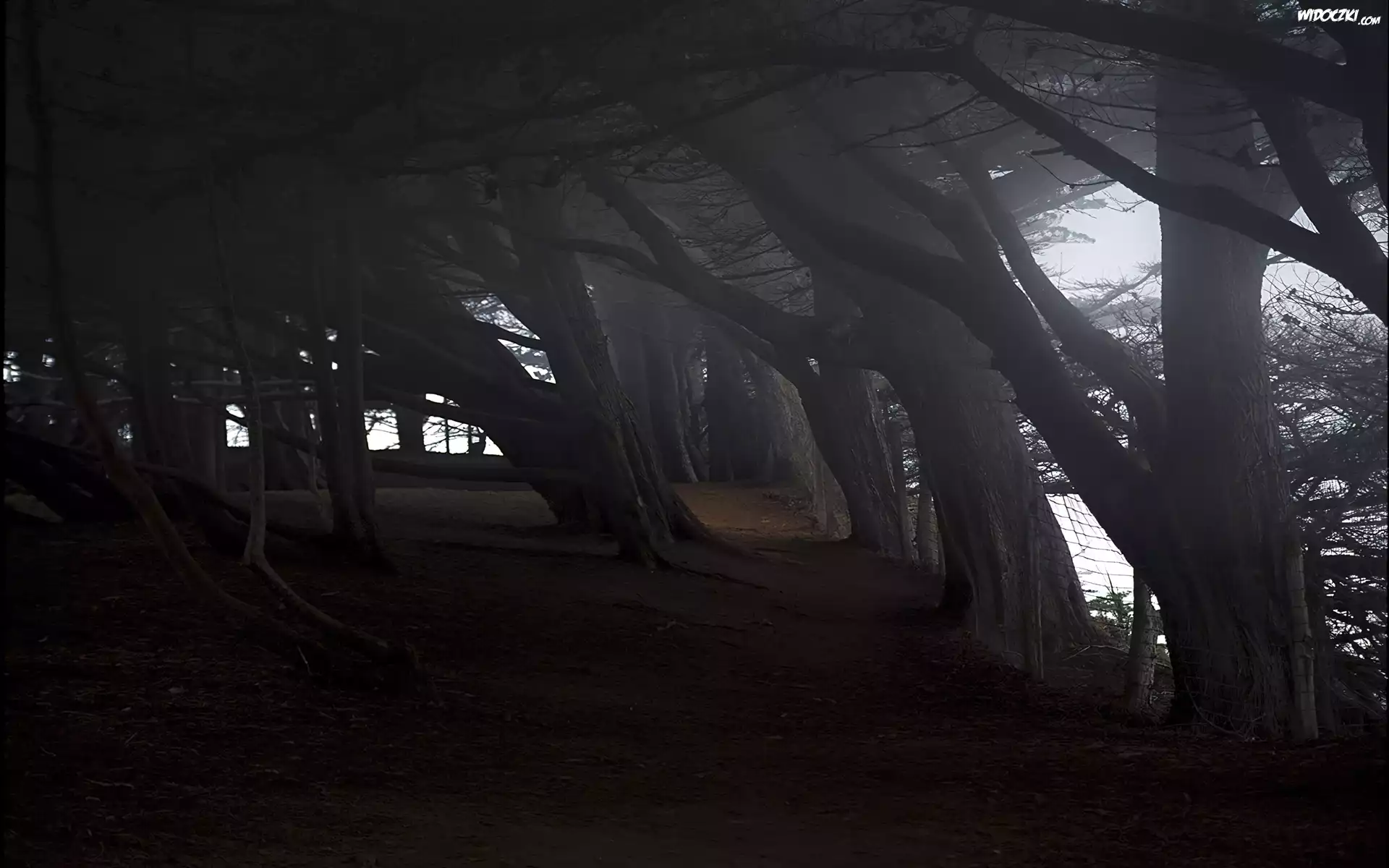 Park, Stare, Drzewa