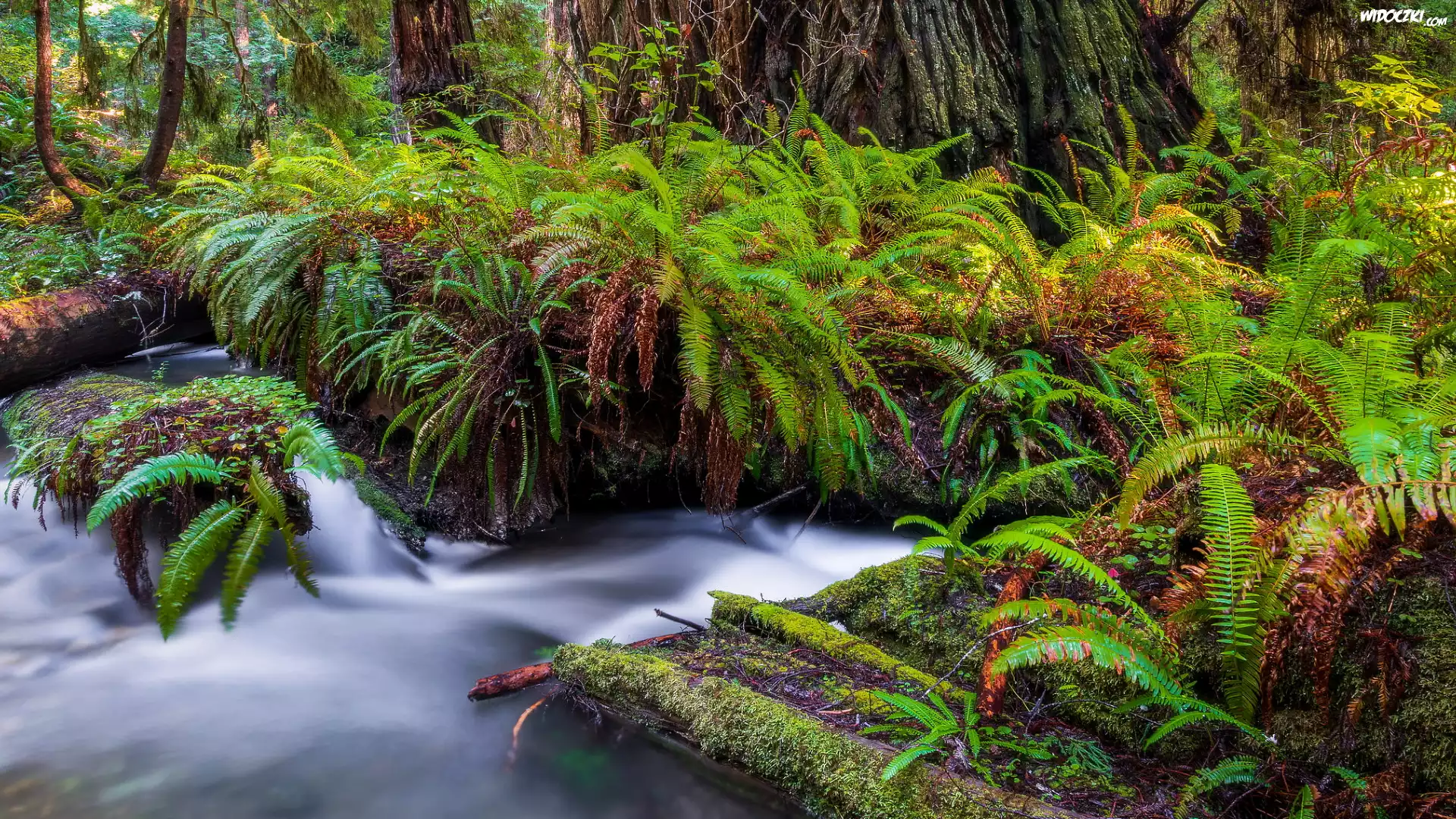 Rzeka, Prairie Creek, Paprocie, Las, Redwoods State Park, Kalifornia, Stany Zjednoczone