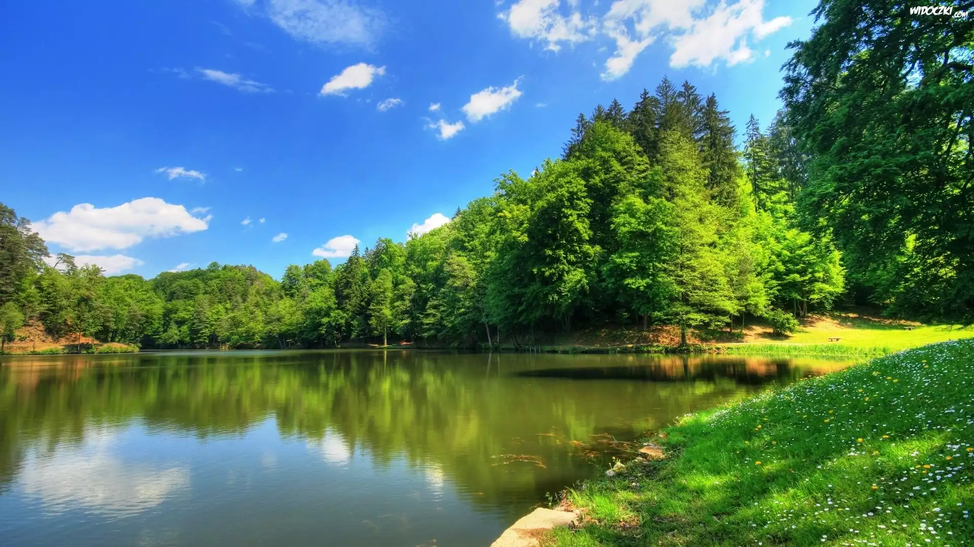 Łąka, Staw, Drzewa