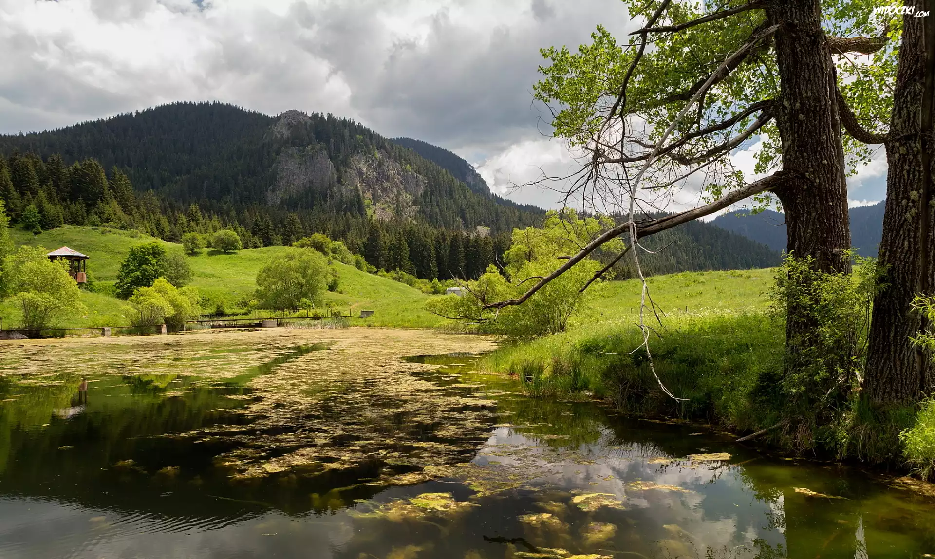 Staw, Altanka, Drzewa, Góry