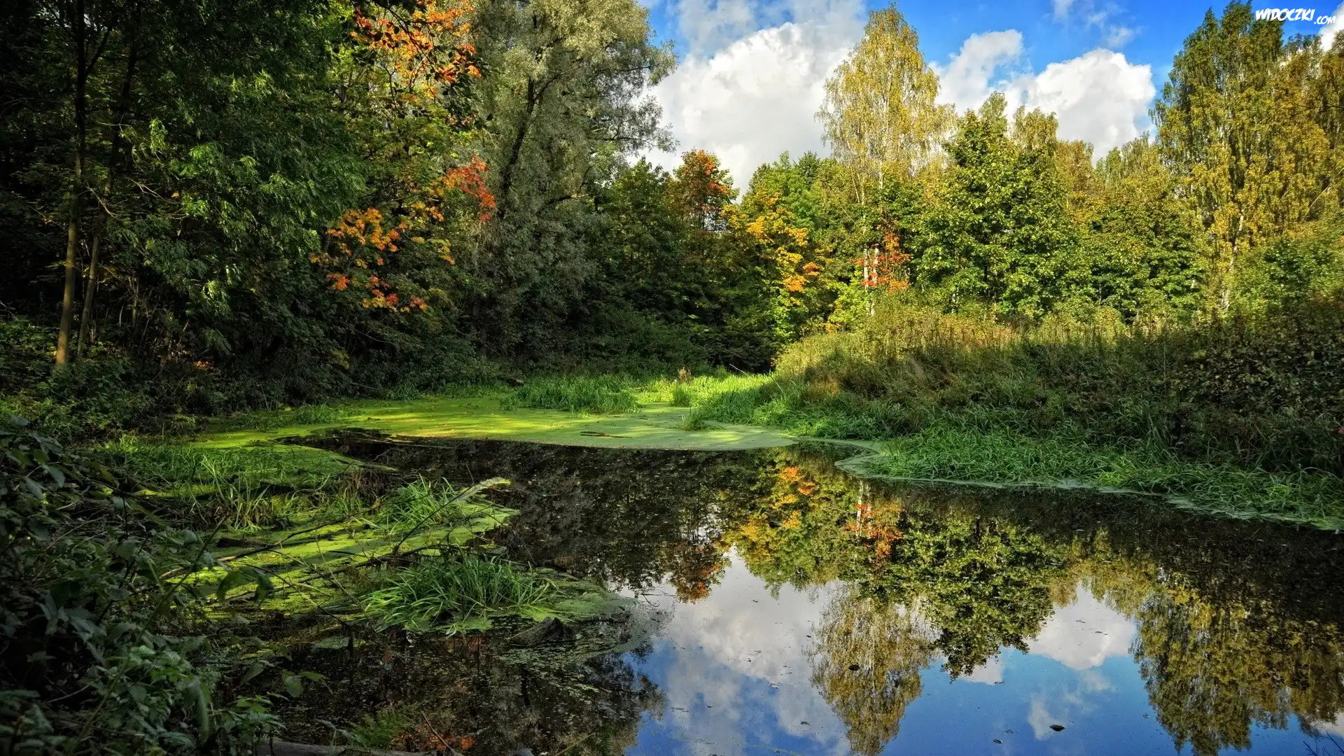 Jesień, Staw, Drzewa