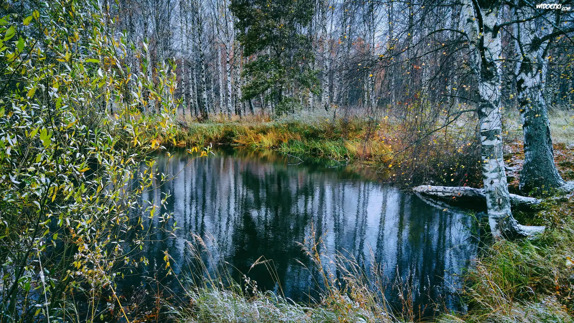 Jesień, Staw, Las, Drzewa, Brzozy, Oszroniona, Trawa
