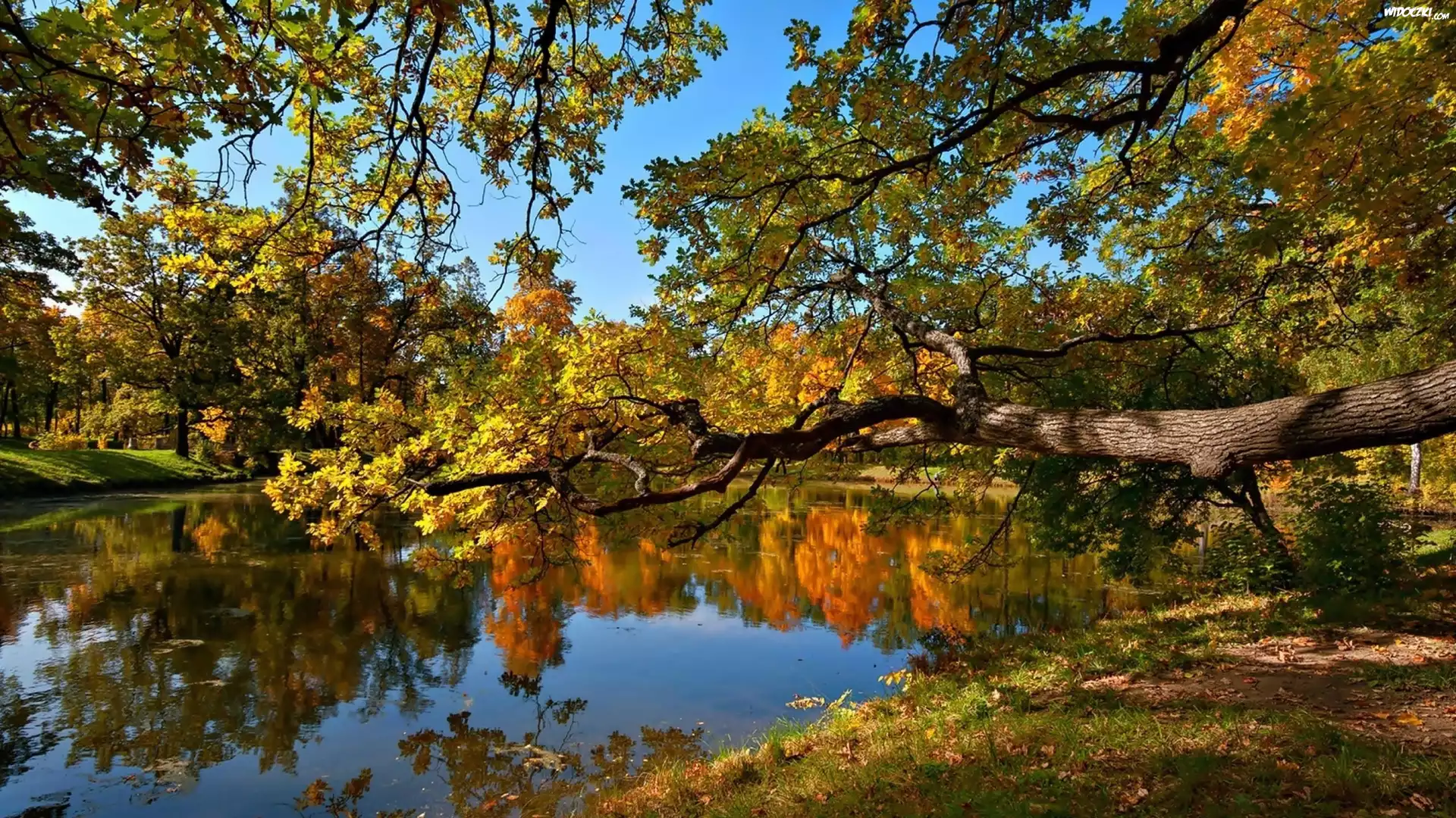 Park, Staw, Drzewa