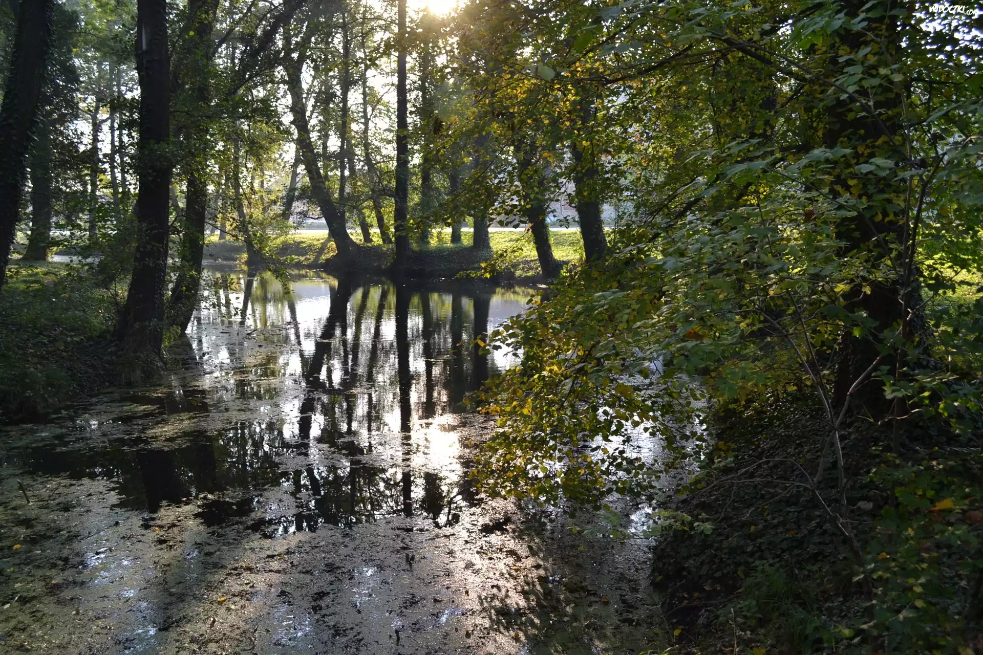 Staw, Drzewa, Porośnięte, Bluszczem
