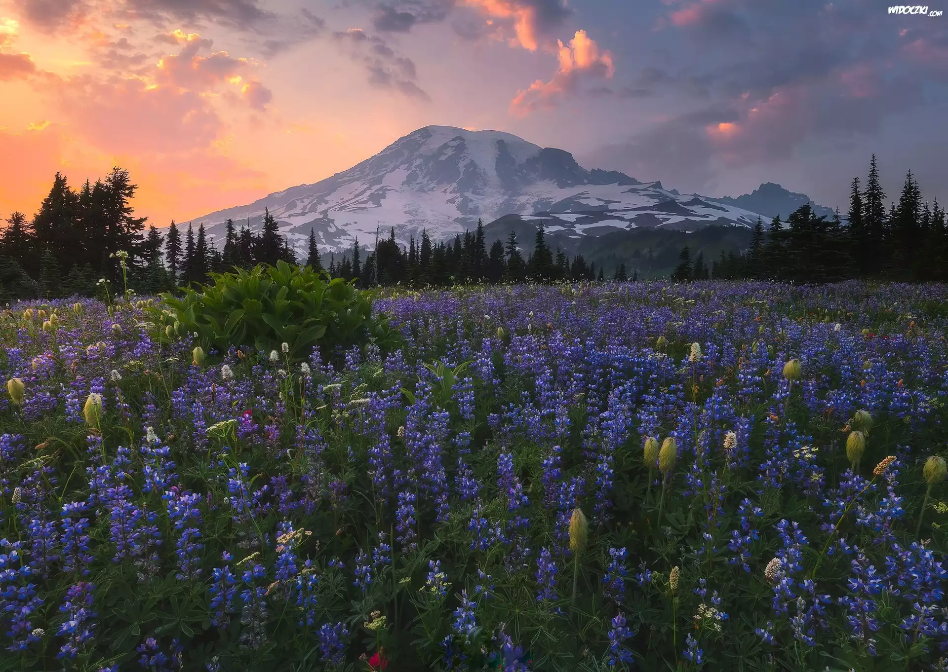 Stratowulkan Mount Rainier, Góry, Park Narodowy Mount Rainier, Łąka, Łubin, Drzewa, Zachód słońca, Chmury, Stan Waszyngton, Stany Zjednoczone