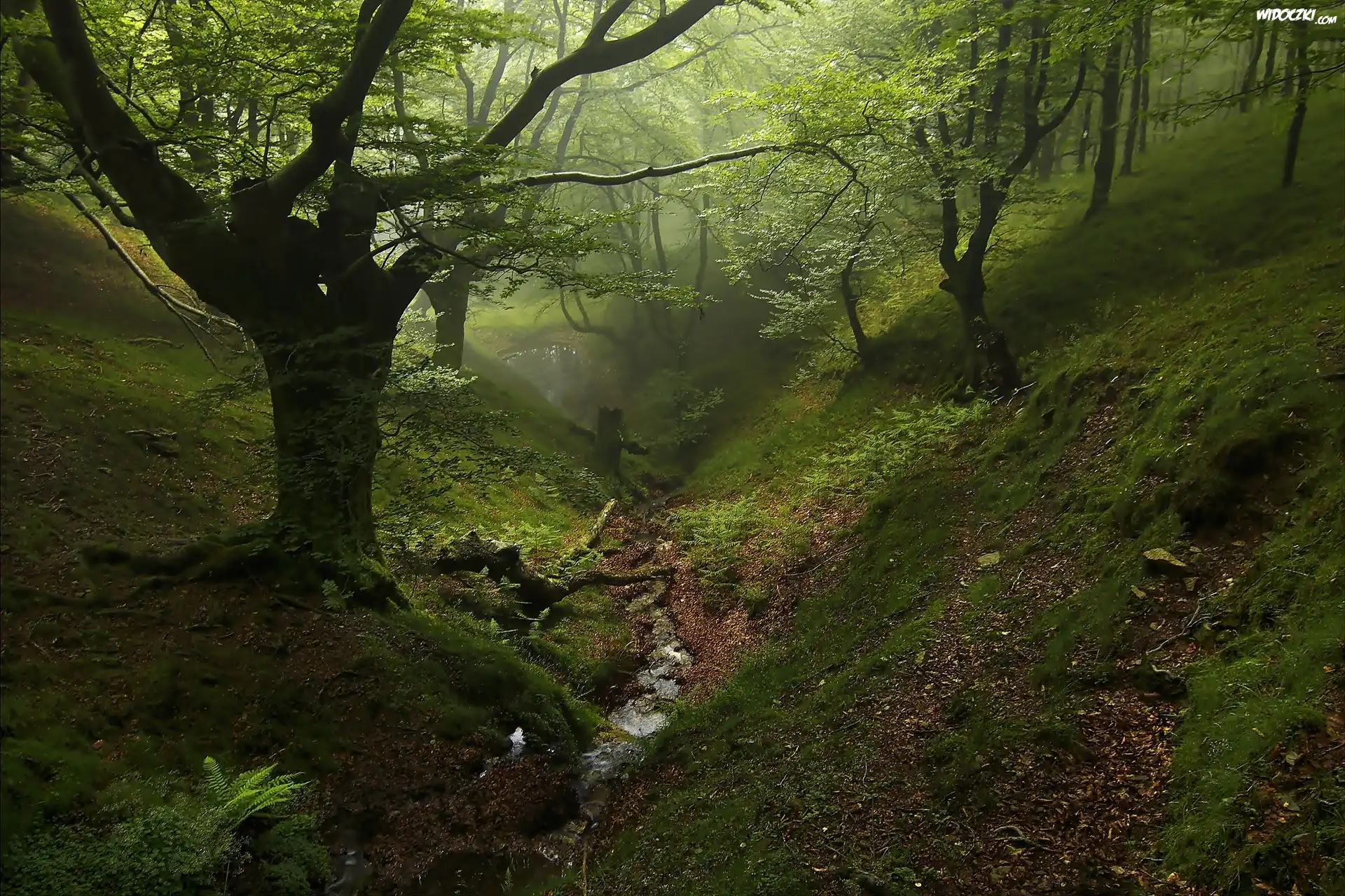 Strumyk, Drzewa, Mgła, Las