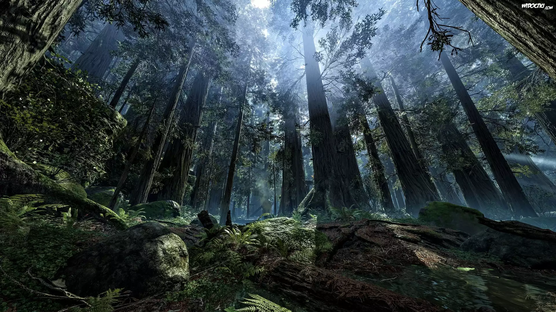 Gra, Star Wars Battlefront, Planeta Endor, Las, Mgła, Przebijające światło