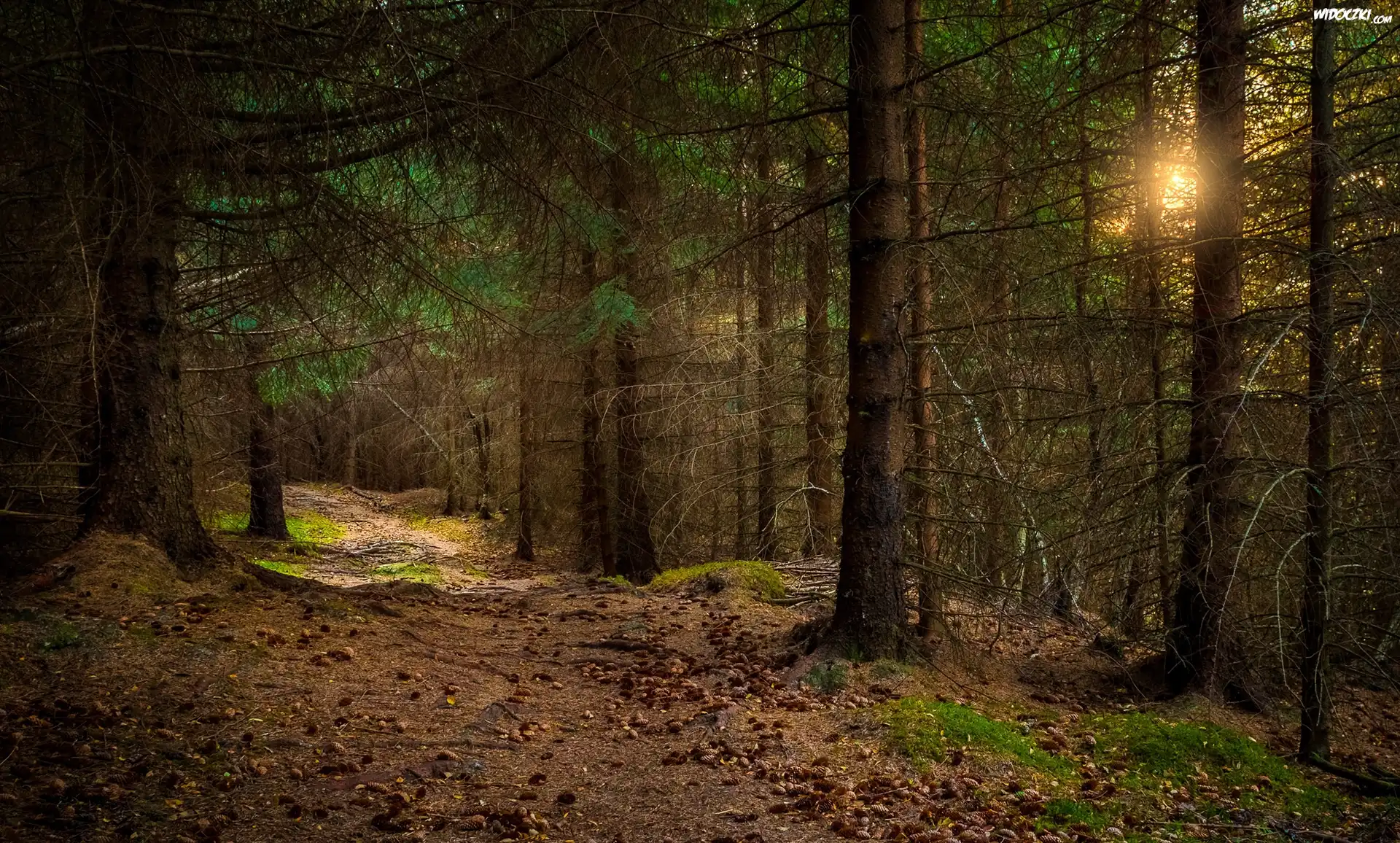 Norwegia, Region Rogaland, Gmina Sandnes, Las, Ścieżka, Drzewa, Przebijające światło