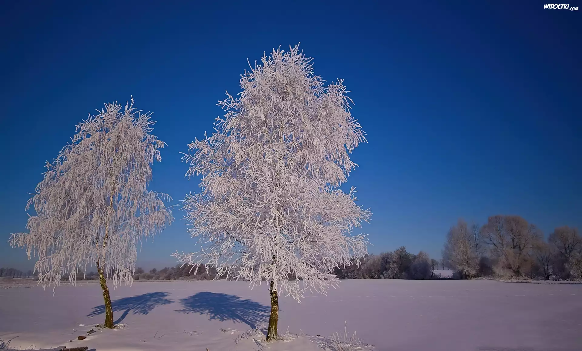 Drzewa, Szadź, Śnieg