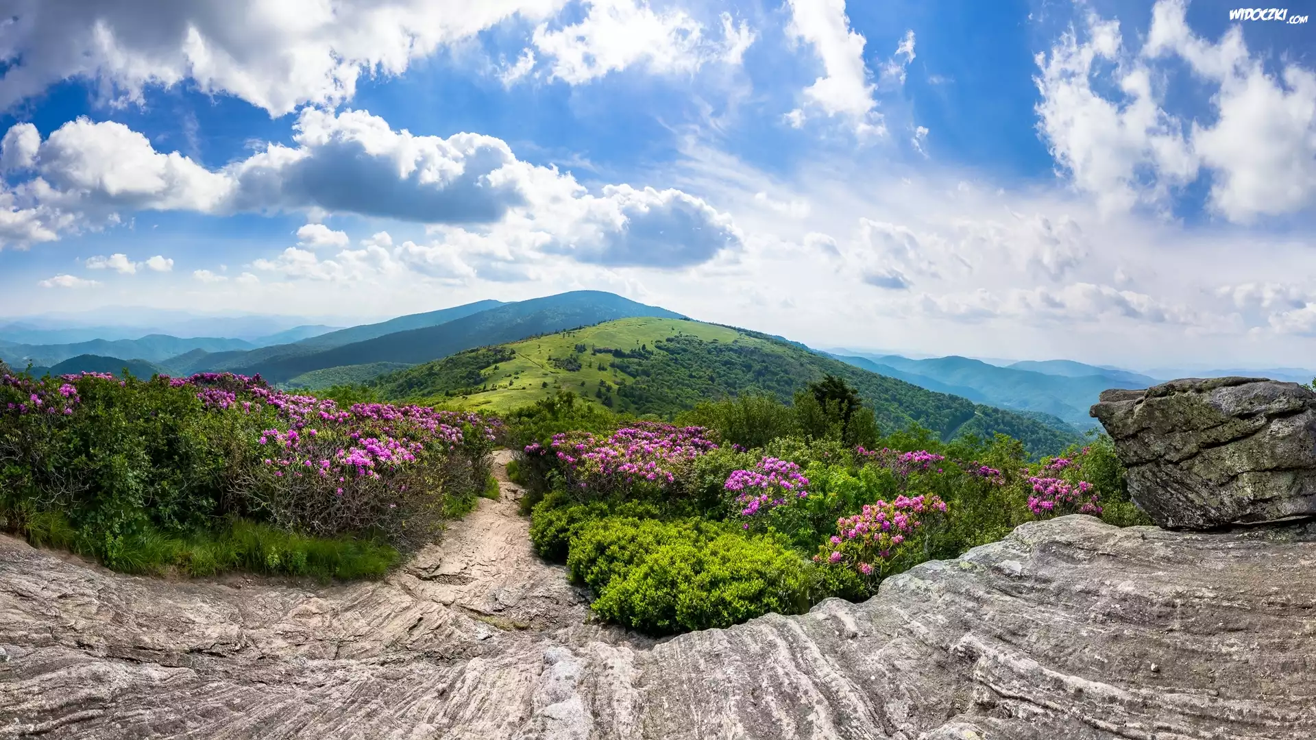 Szlak Appalachów, Szczyt Roan Mountain, Góry Appalachy, Stan Tennessee, Stany Zjednoczone, Skały, Różaneczniki