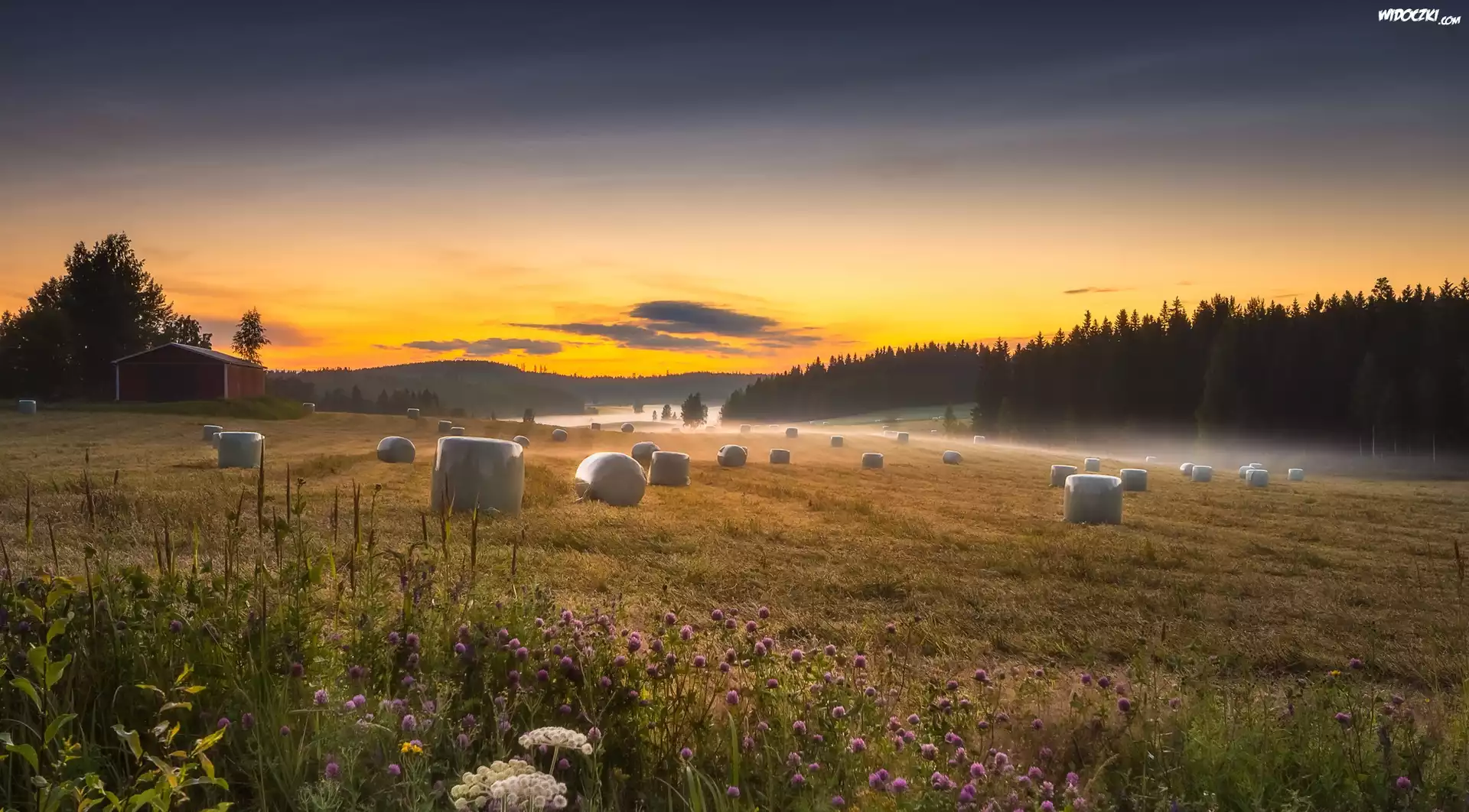 Finlandia, Region Pirkanmaa, Gmina Ruovesi, Łąka, Pole, Mgła, Las, Szopa