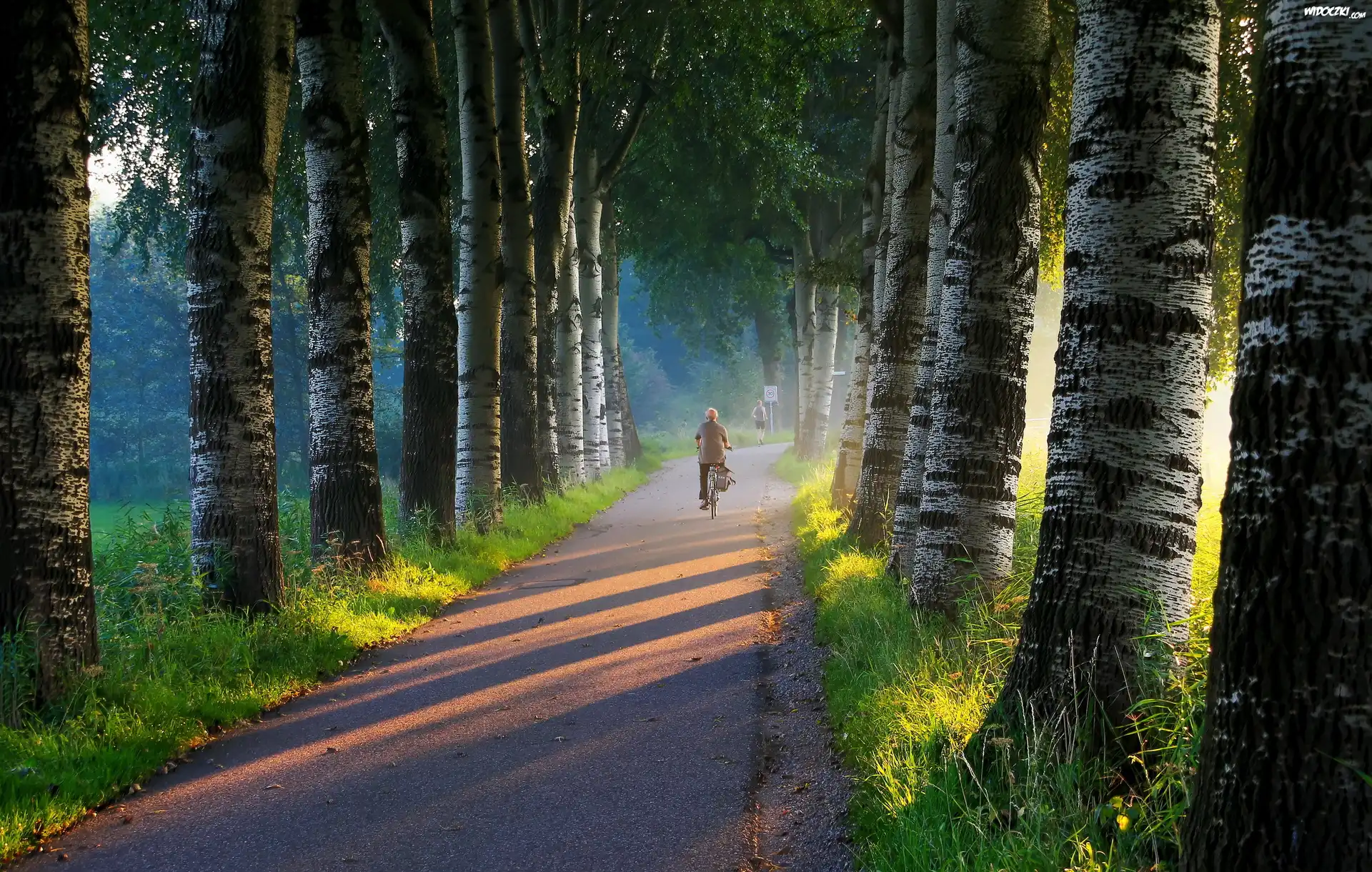 Las, Szosa, Mężczyzna, Rower, Przebijające, Światło, Mgła