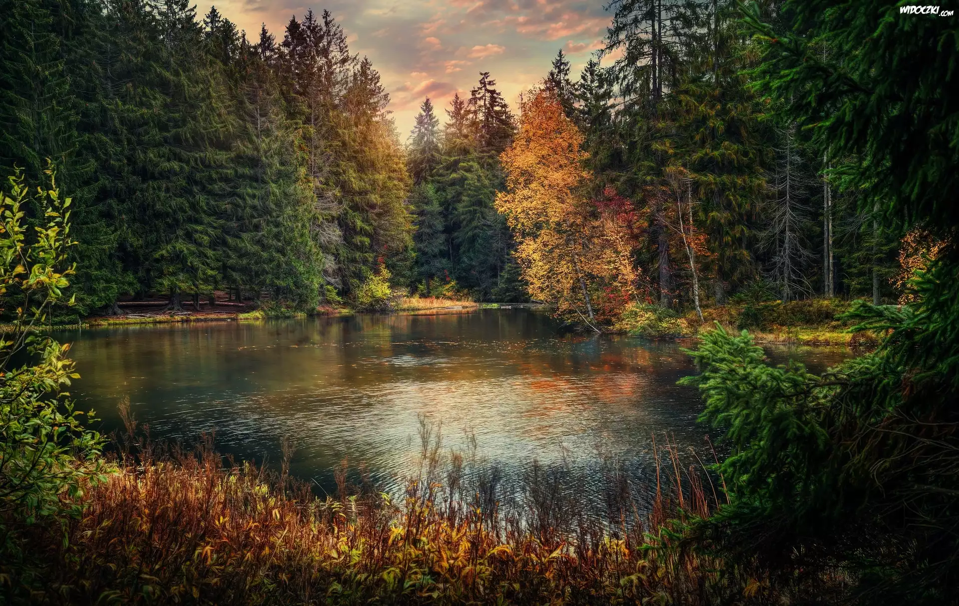 Szwajcaria, Kanton Jura, Jezioro Étang de la Gruère, Las, JesieÅ„, Drzewa