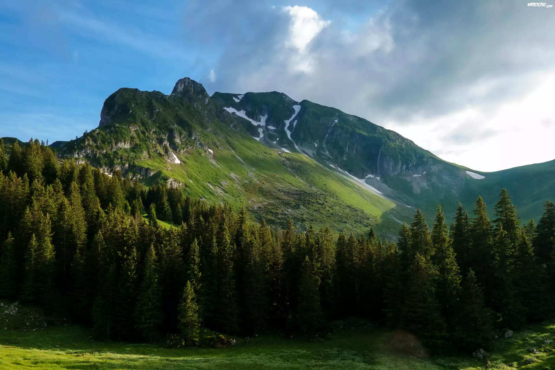 Szwajcaria, Kanton Berno, Przełęcz, Gurnigel Pass, Góry, Alpy, Las, Drzewa
