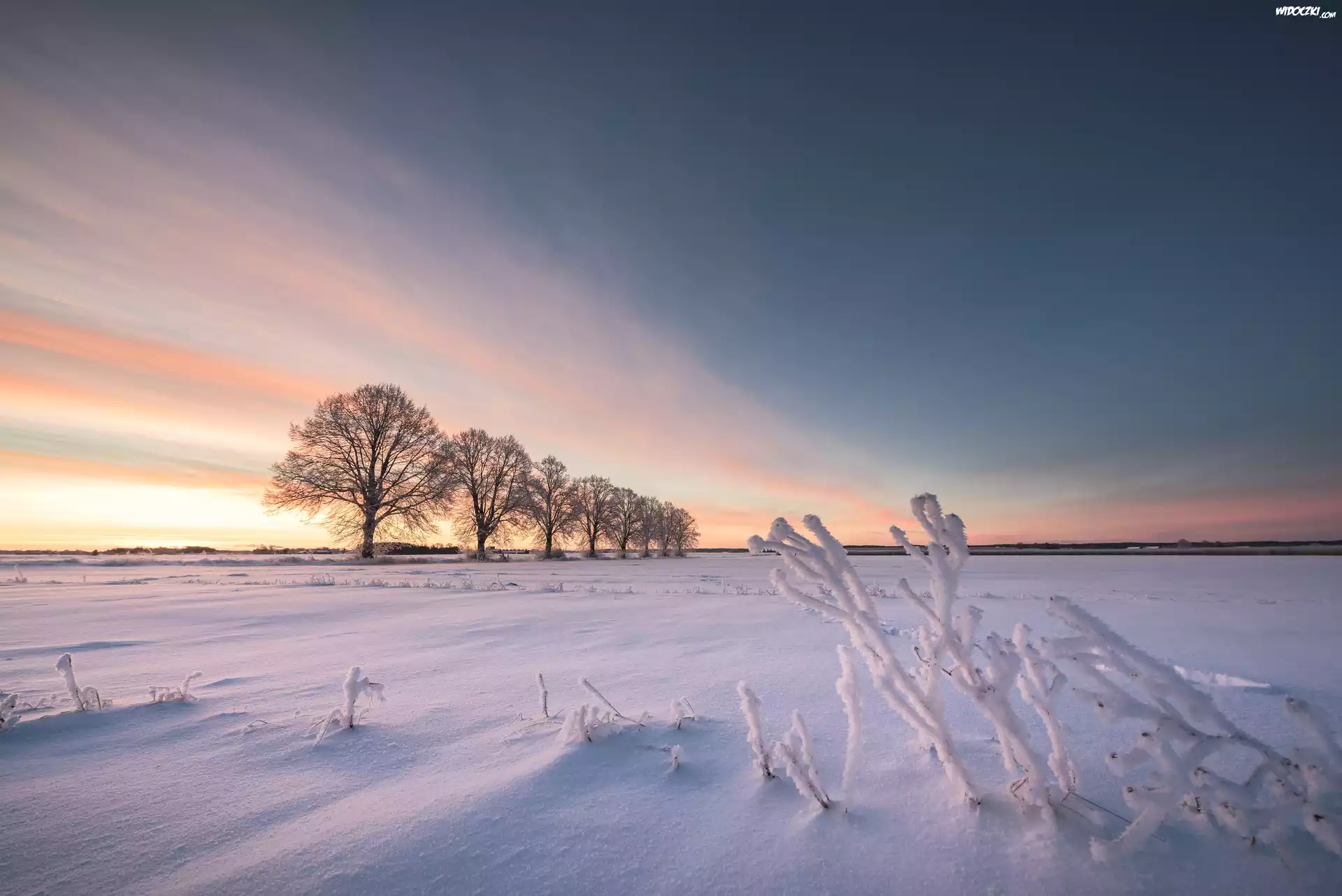 Szwecja, Hrabstwo Uppsala, Zima, Pole, Drzewa