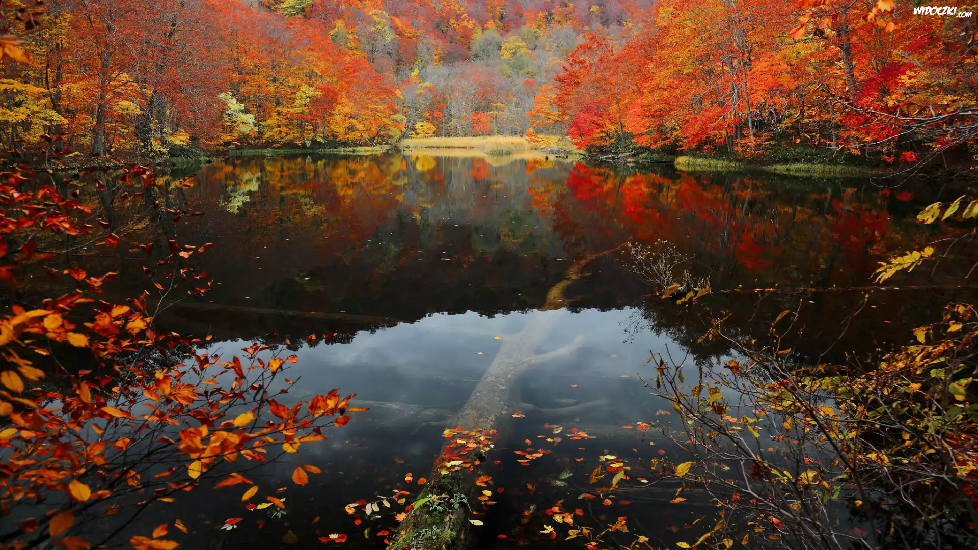 Japonia, Wyspa Honsiu, Park Narodowy Towada-Hachimantai, Jezioro Tsuta Numa, Las bukowy