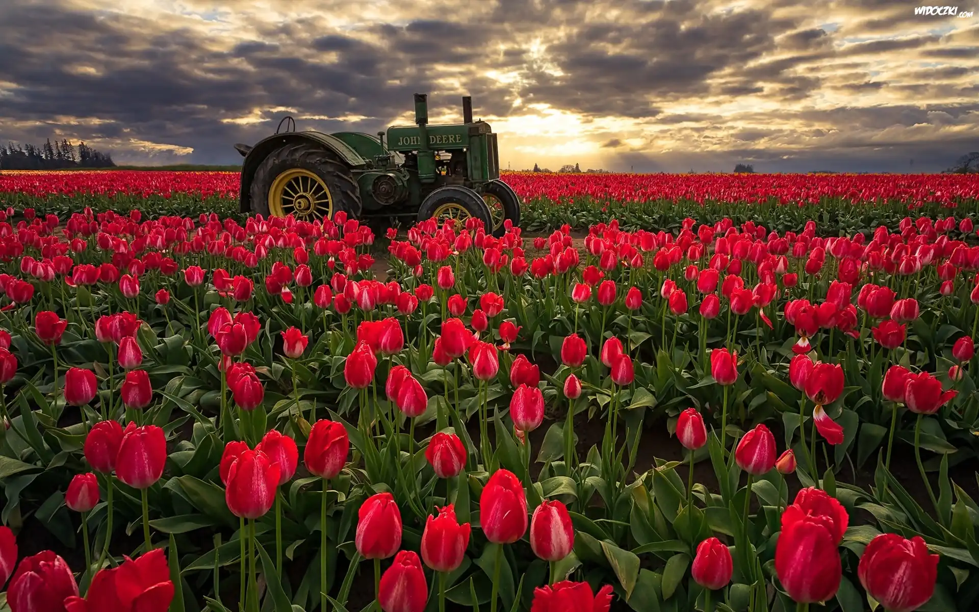 Pole, Tulipany, Traktor, Wschód słońca, Hrabstwo Clackamas, Stan Oregon, Stany Zjednoczone