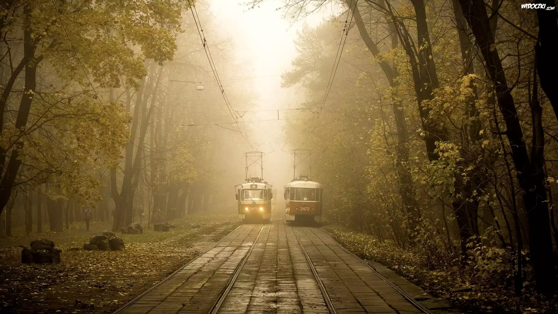 Tramwaje, Szyny, Drzewa, Mgła