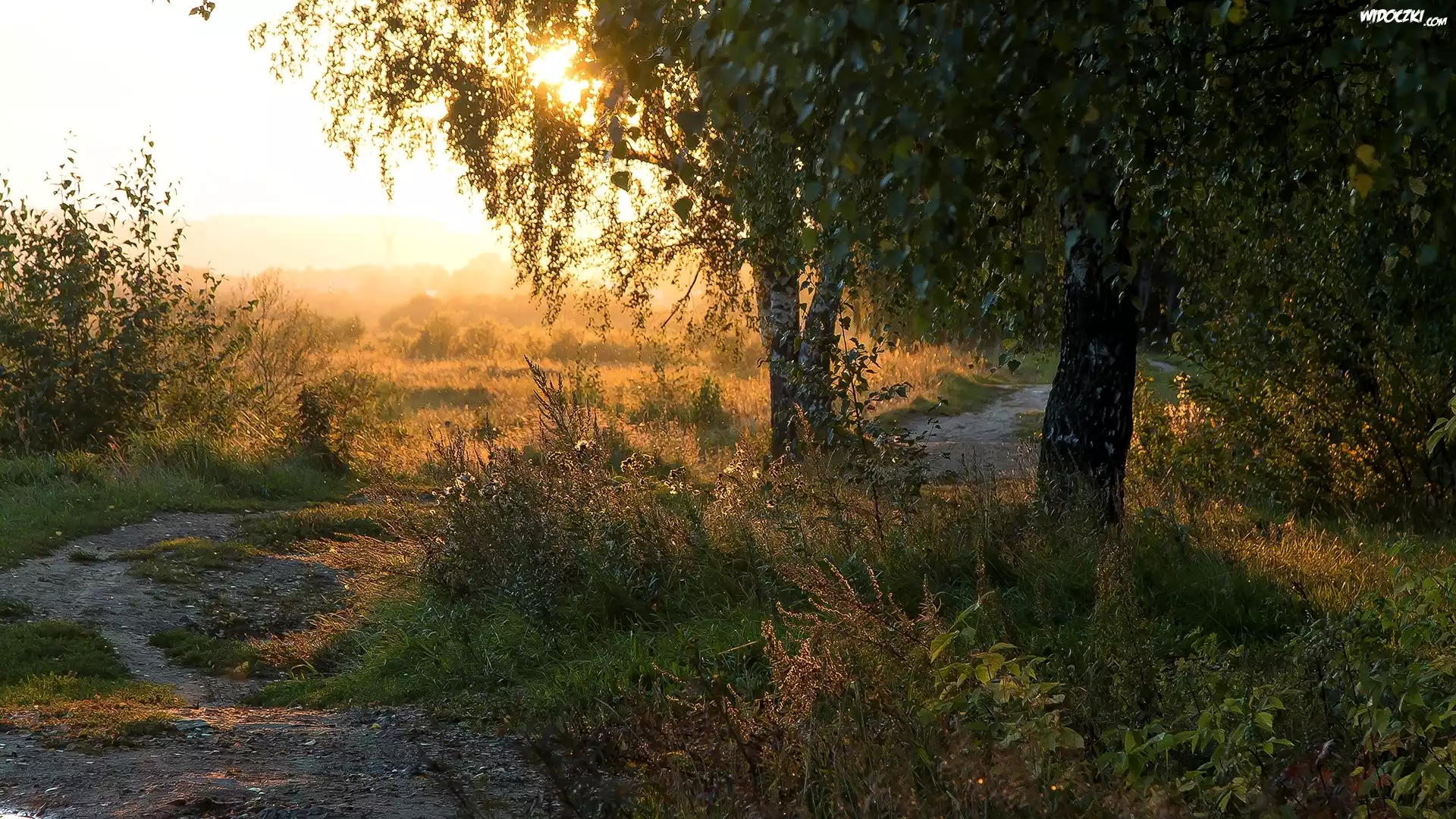 Brzozy, Trawa, Słońce