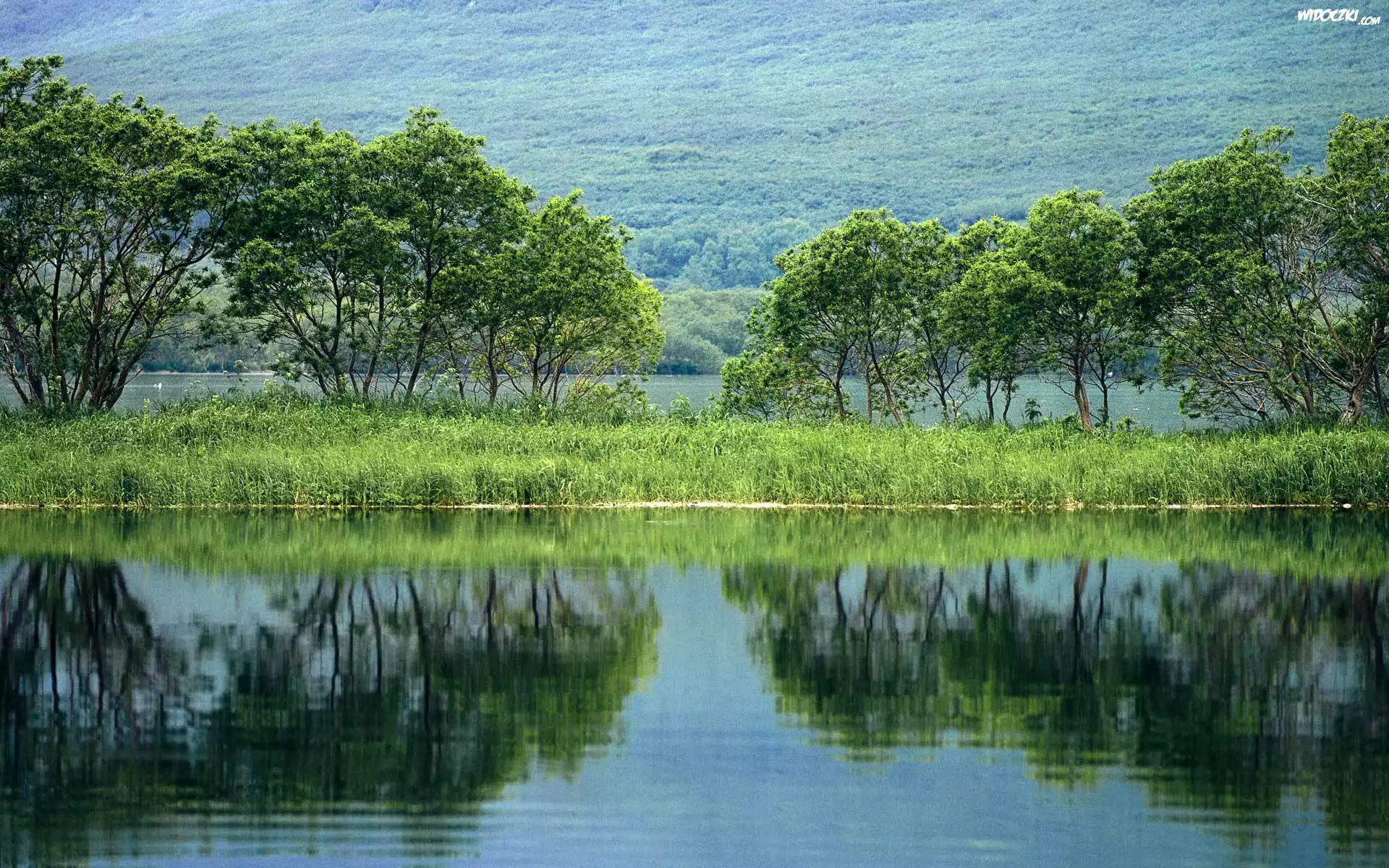 Jezioro, Trawa, Drzewa
