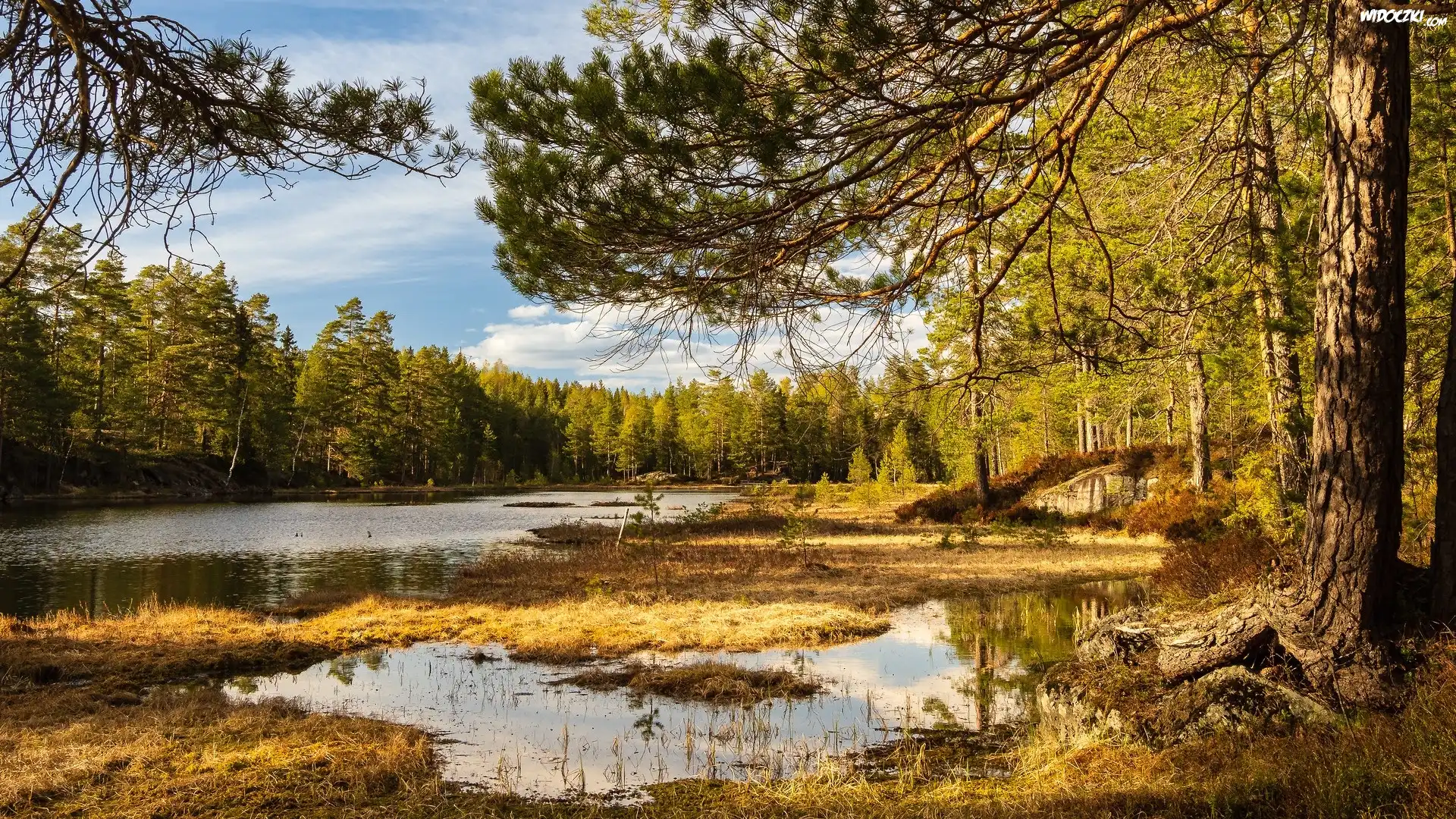 Jezioro, Drzewa, Sosny, Trawa, Romeriksasen, Norwegia