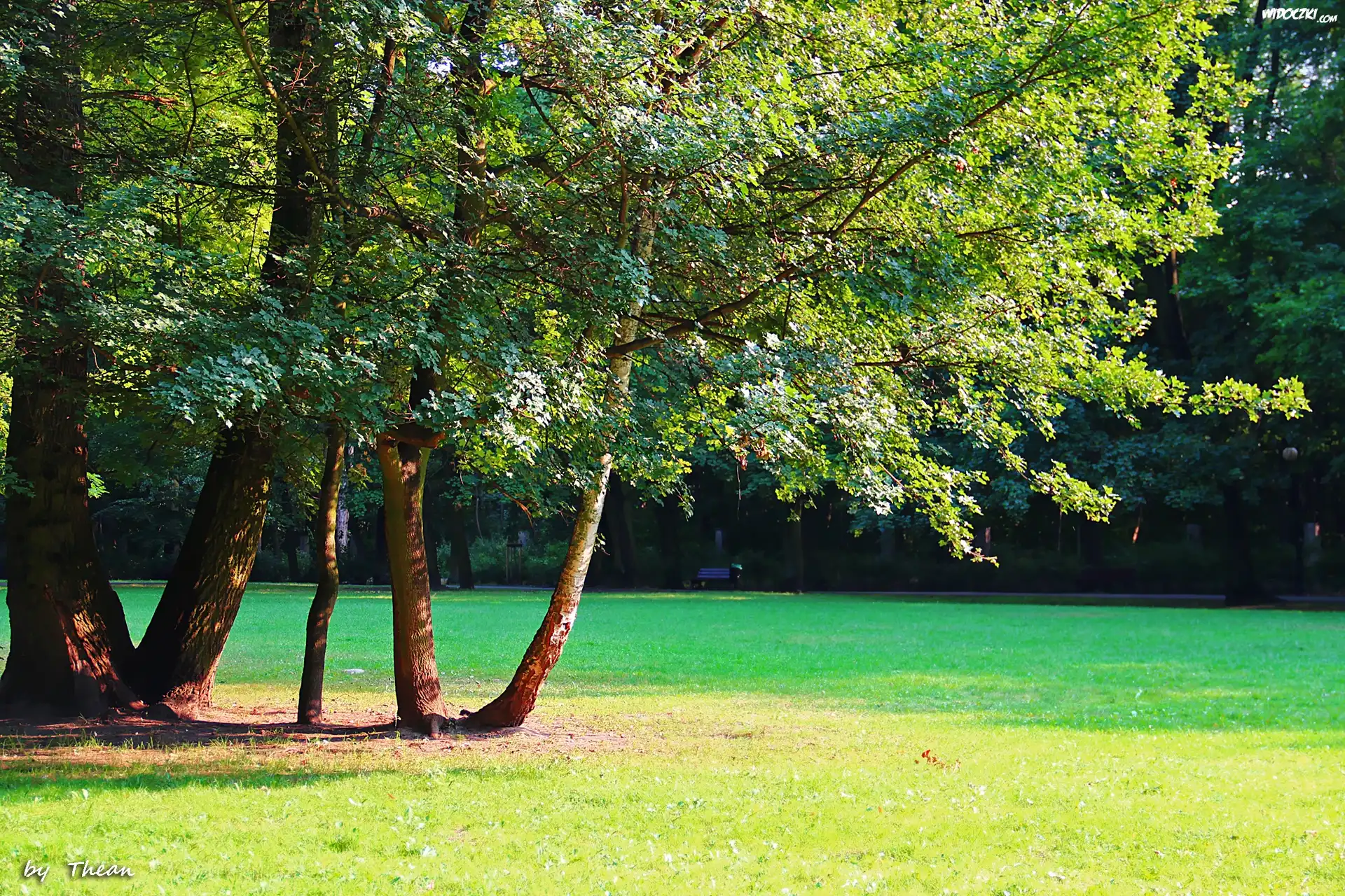 Park, Trawa, Drzewa