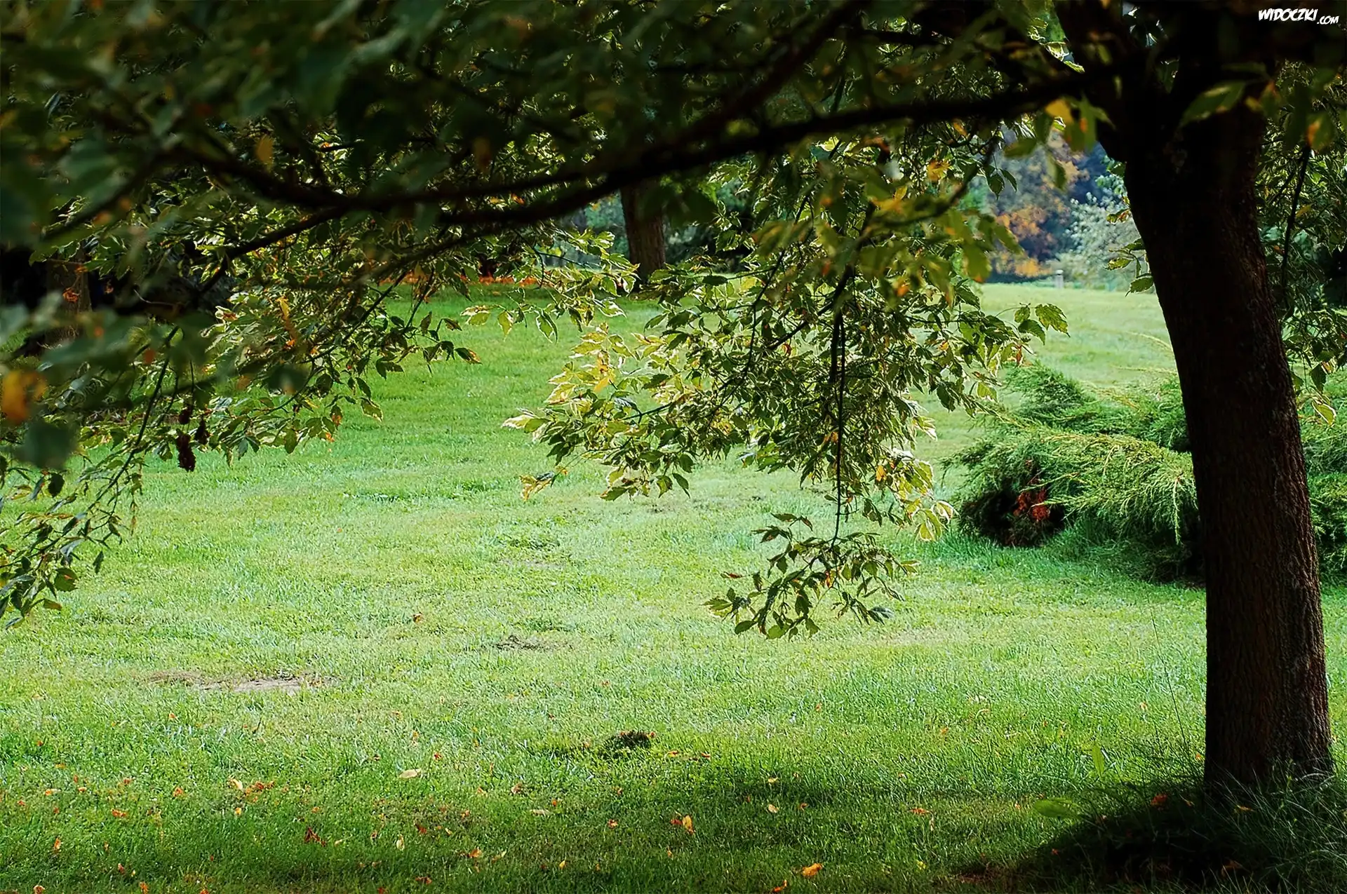 Park, Trawa, Drzewo