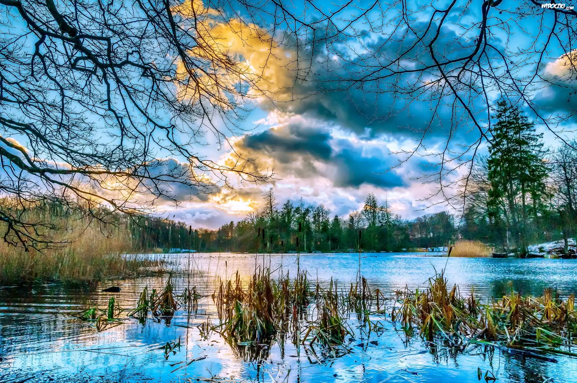 Jezioro, Trawy, Lasek