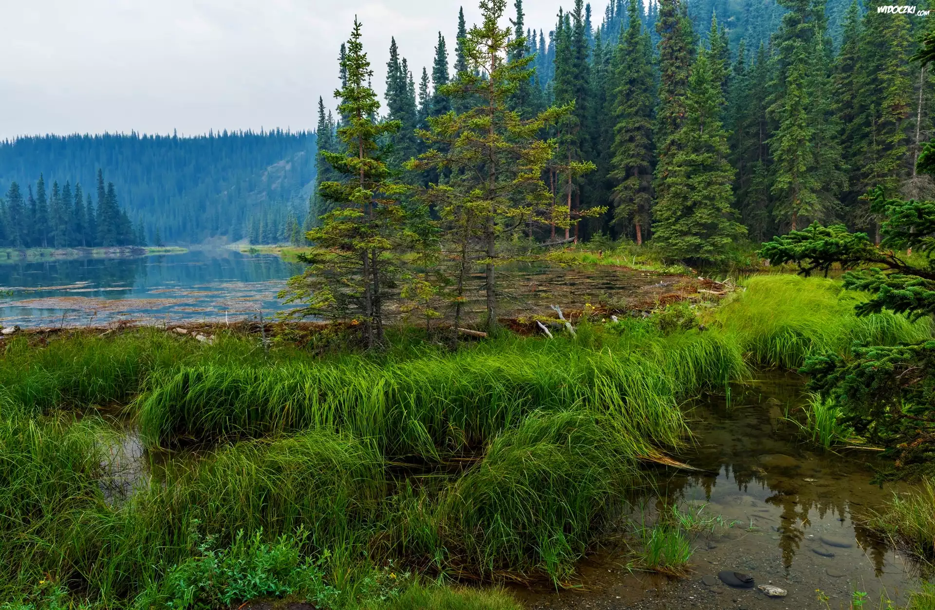 Stany Zjednoczone, Alaska, Park Narodowy Denali, Jezioro Horseshoe, Las, Trawy
