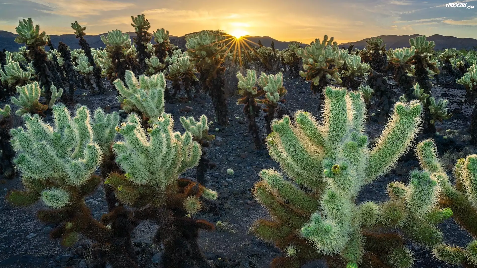 Stany Zjednoczone, Kalifornia, Park Narodowy Joshua Tree, Kaktusy, Cholla, Promienie słońca