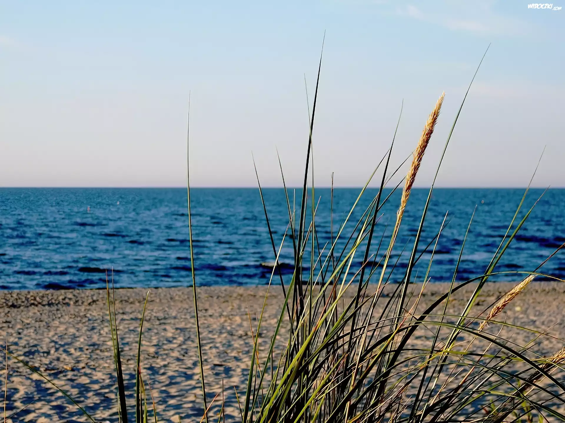 Plaża, Trzcina, Liście