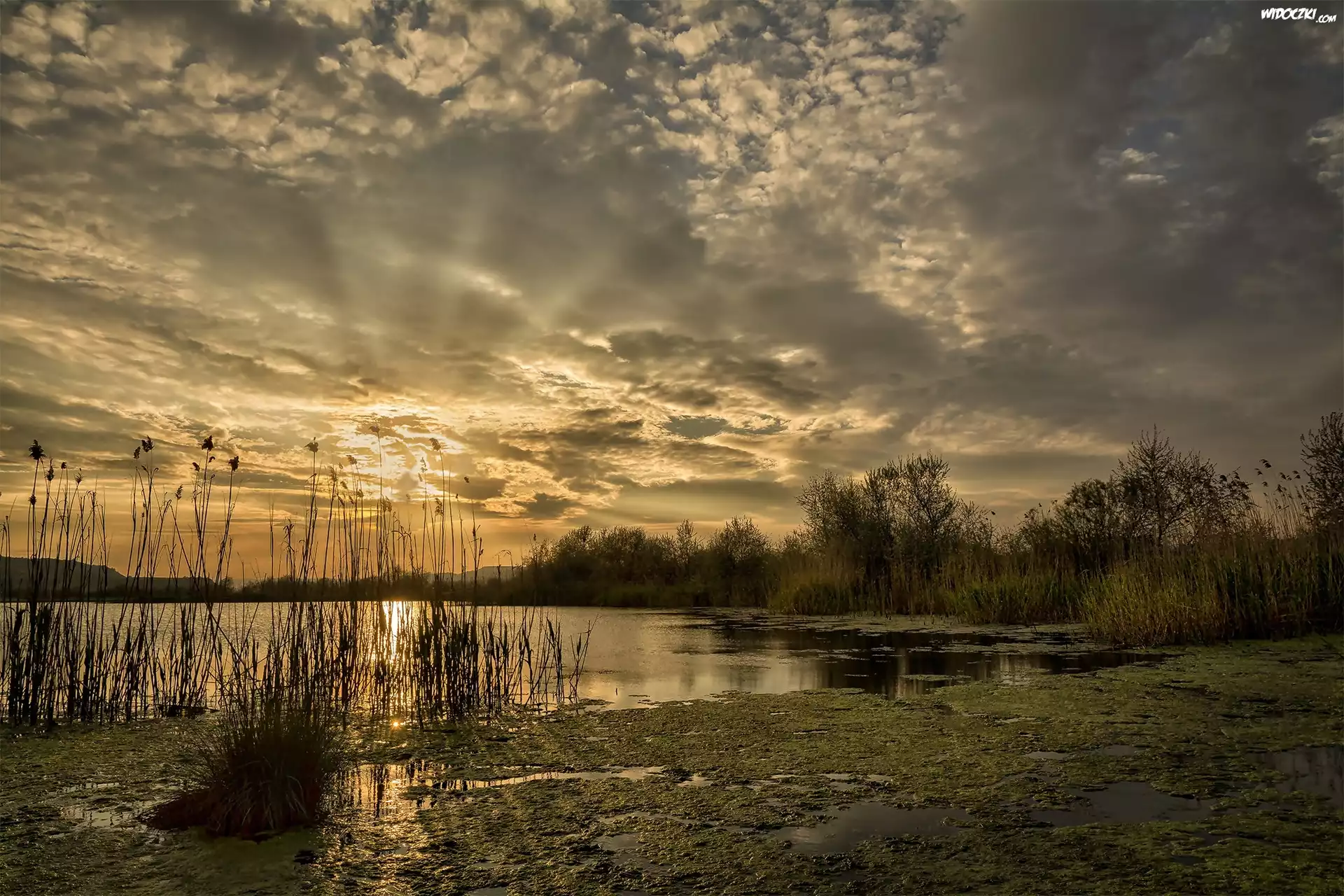 Jezioro, Trzciny, Chmury