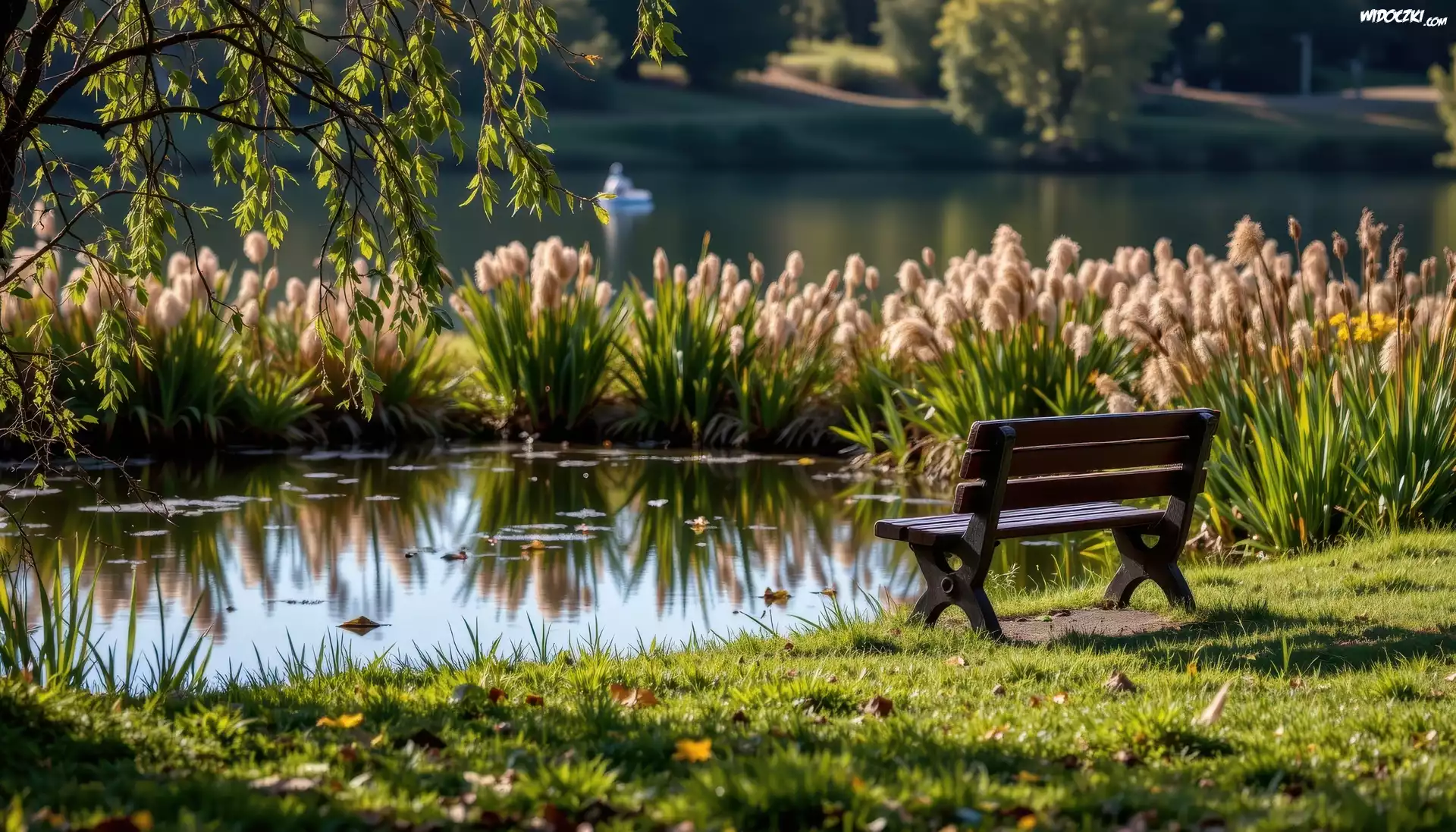 Ławka, Staw, , Park, Trzciny