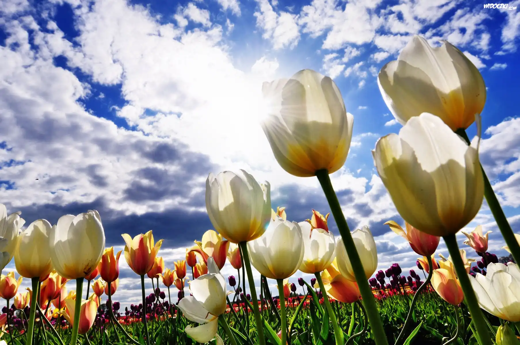 Tulipany, Chmury