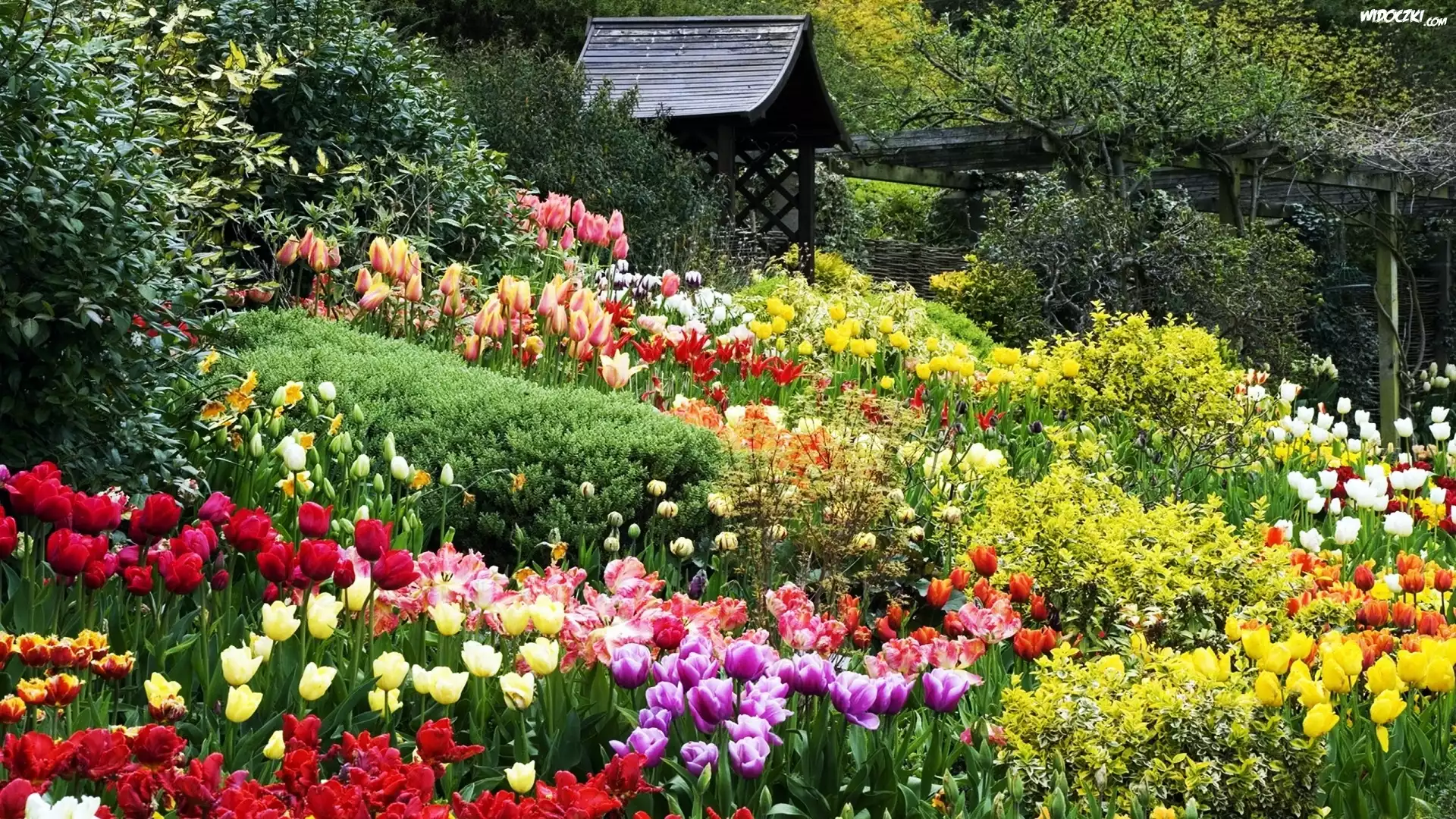 Ogród, Tulipany, Altanka