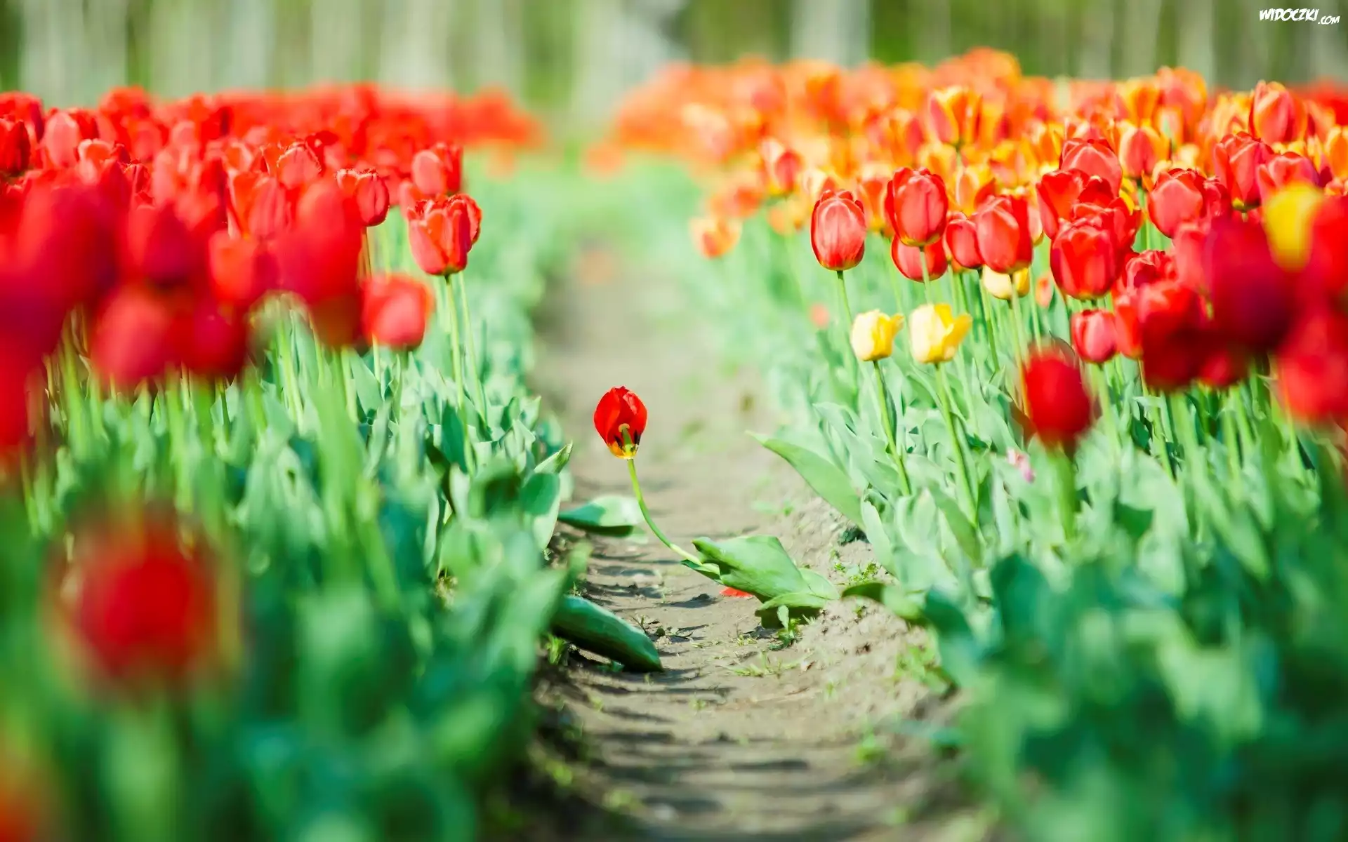 Pole, Tulipany, Ścieżka