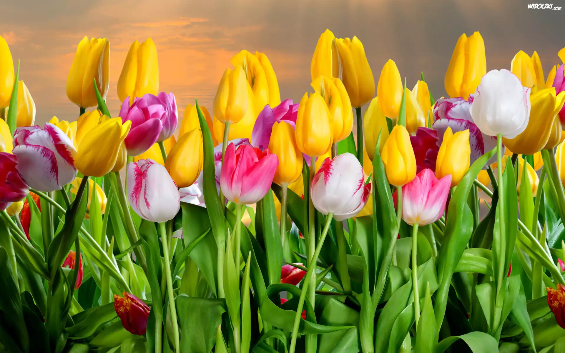 Tulipany, Niebo, Promienie, Słońca