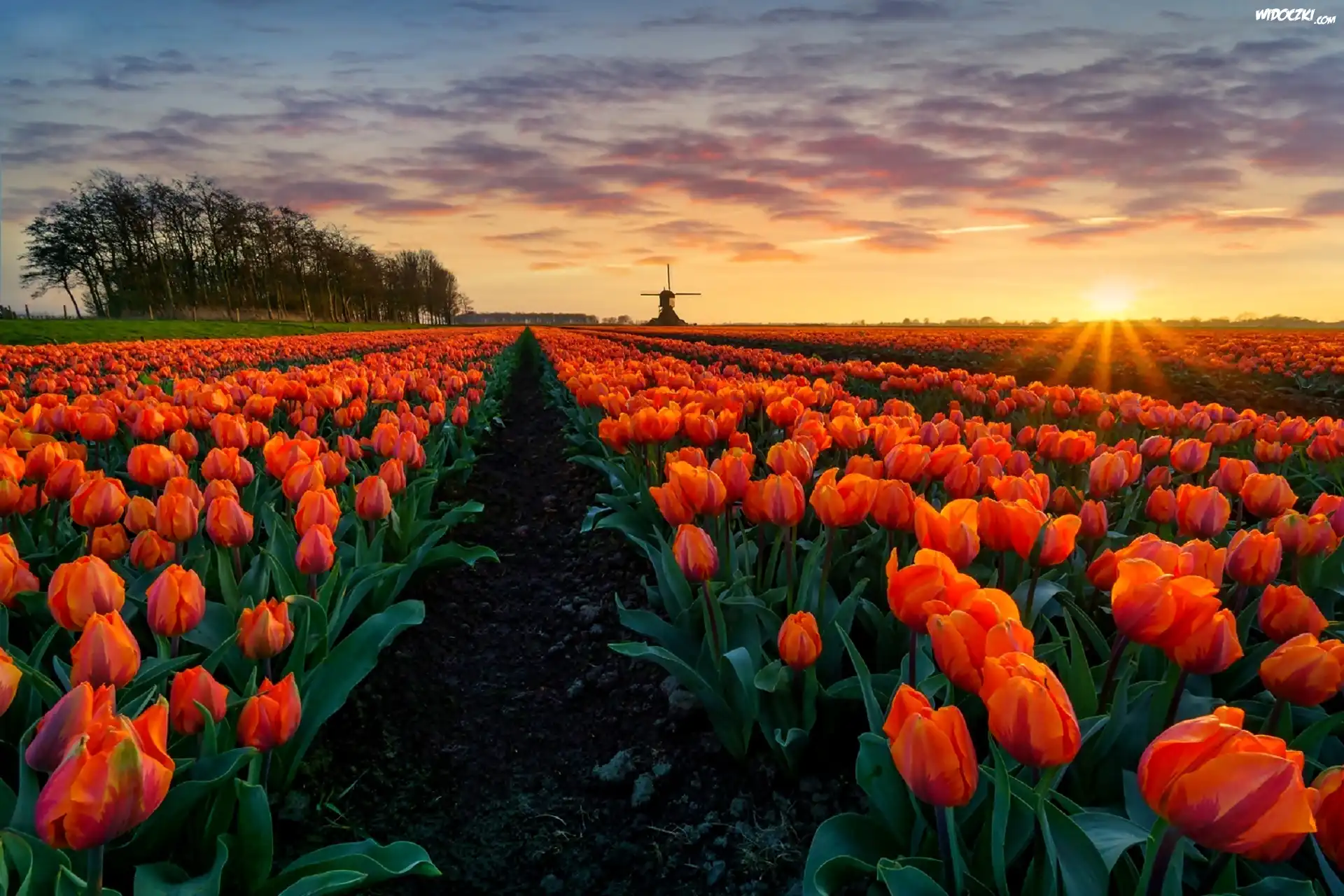 Tulipany, Pole, Promienie, Słońca