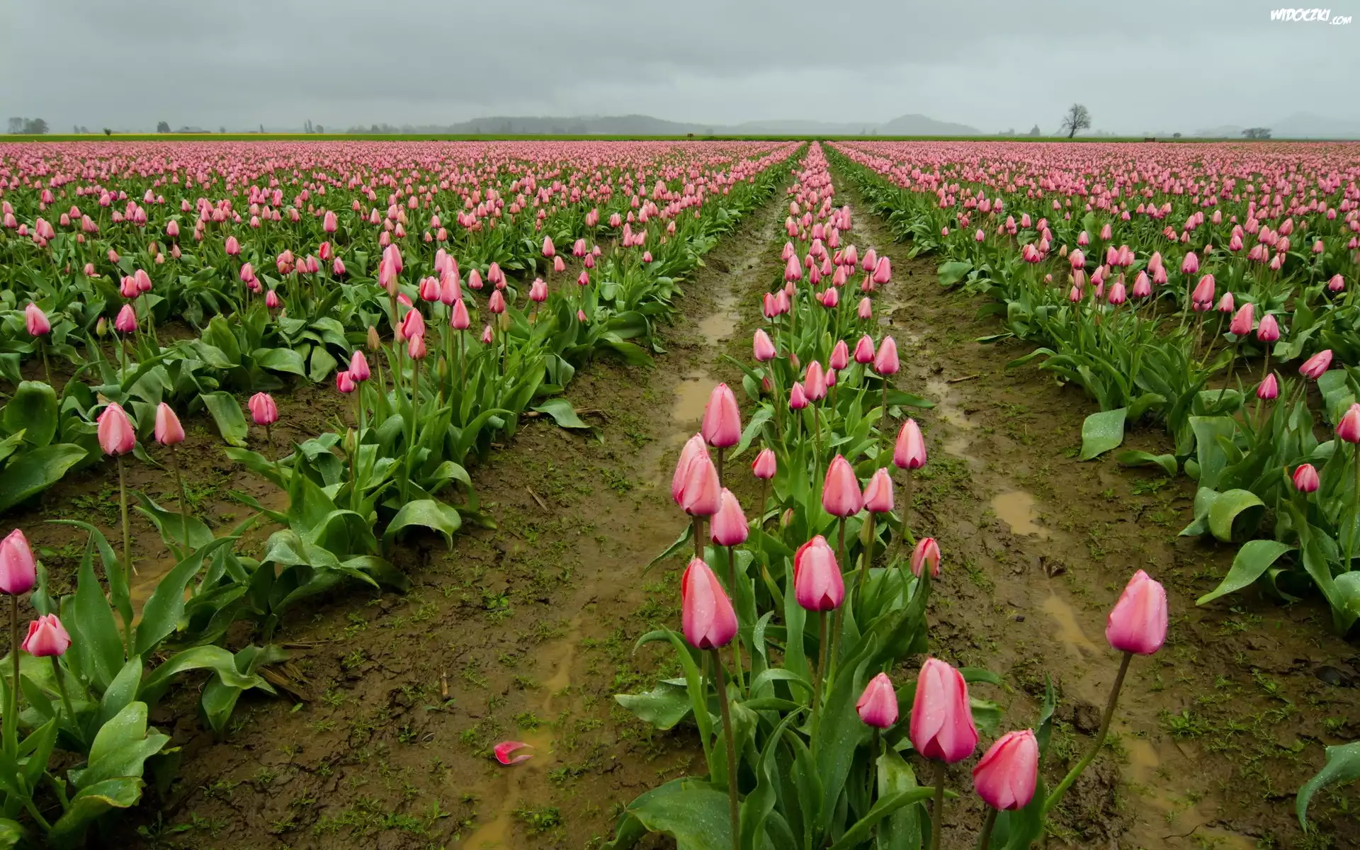 Różowe, Tulipany, Uprawa