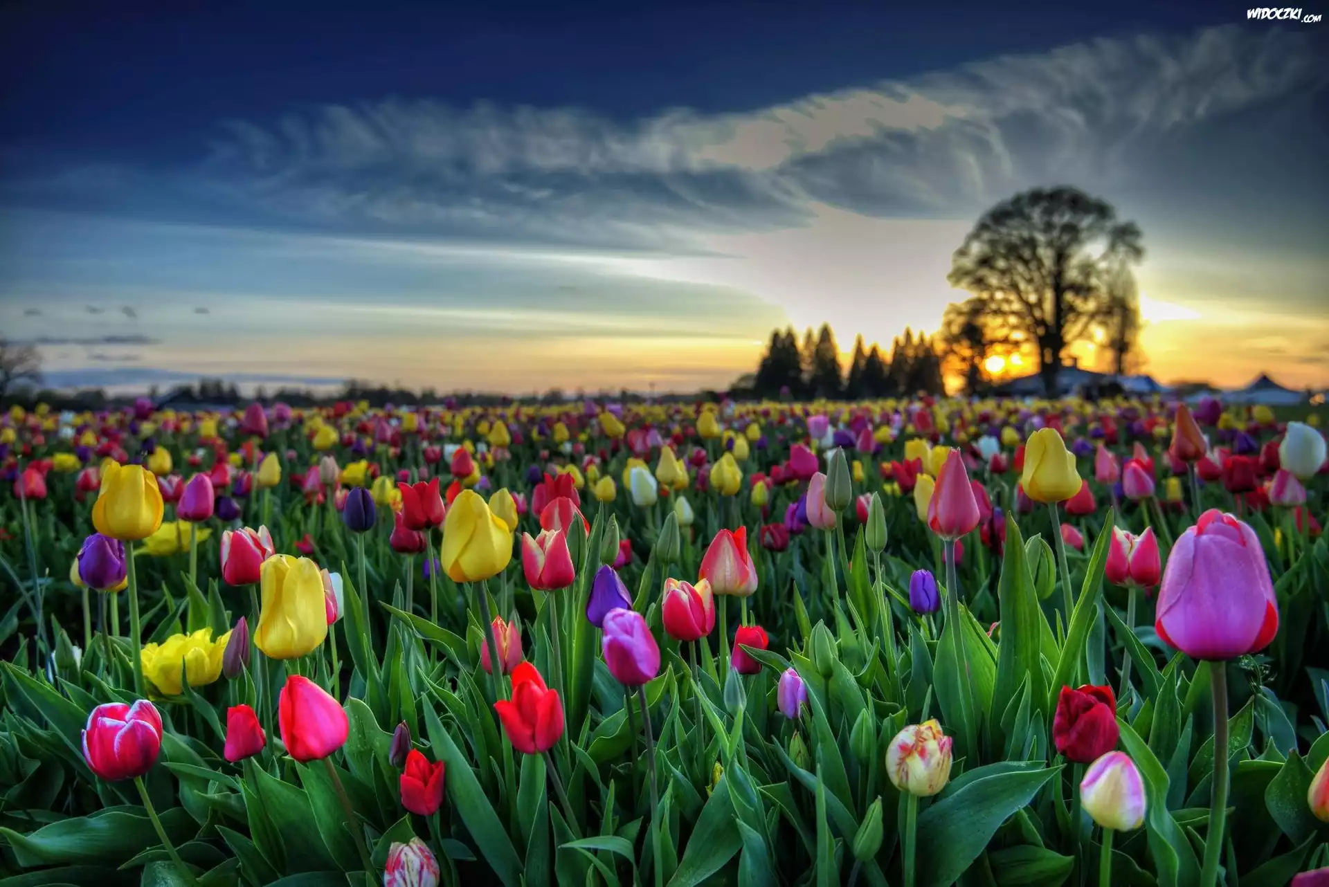 Tulipany, Zachód, Słońca, Drzewa