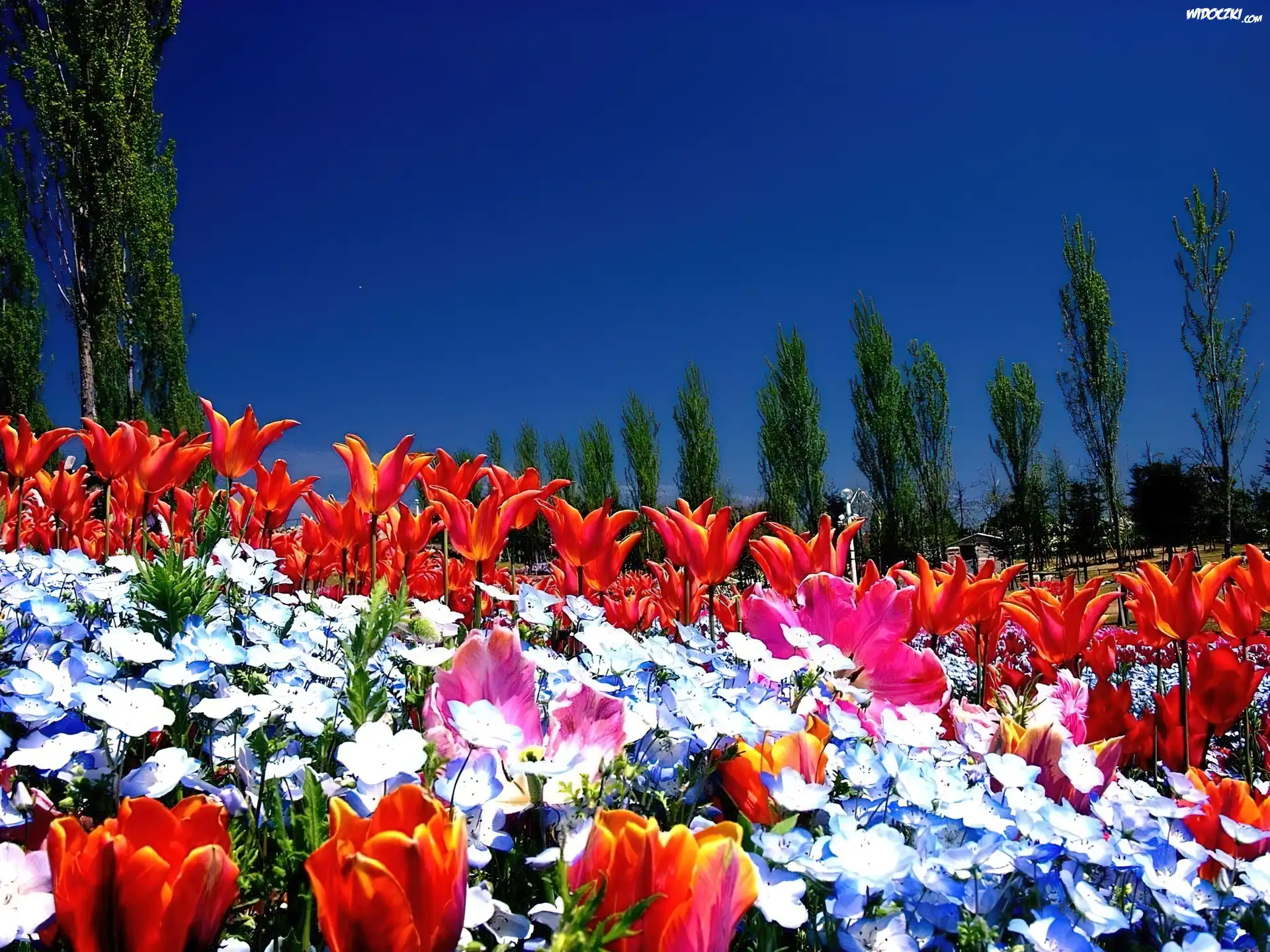 Wiosna, Tulipany, Drzewa