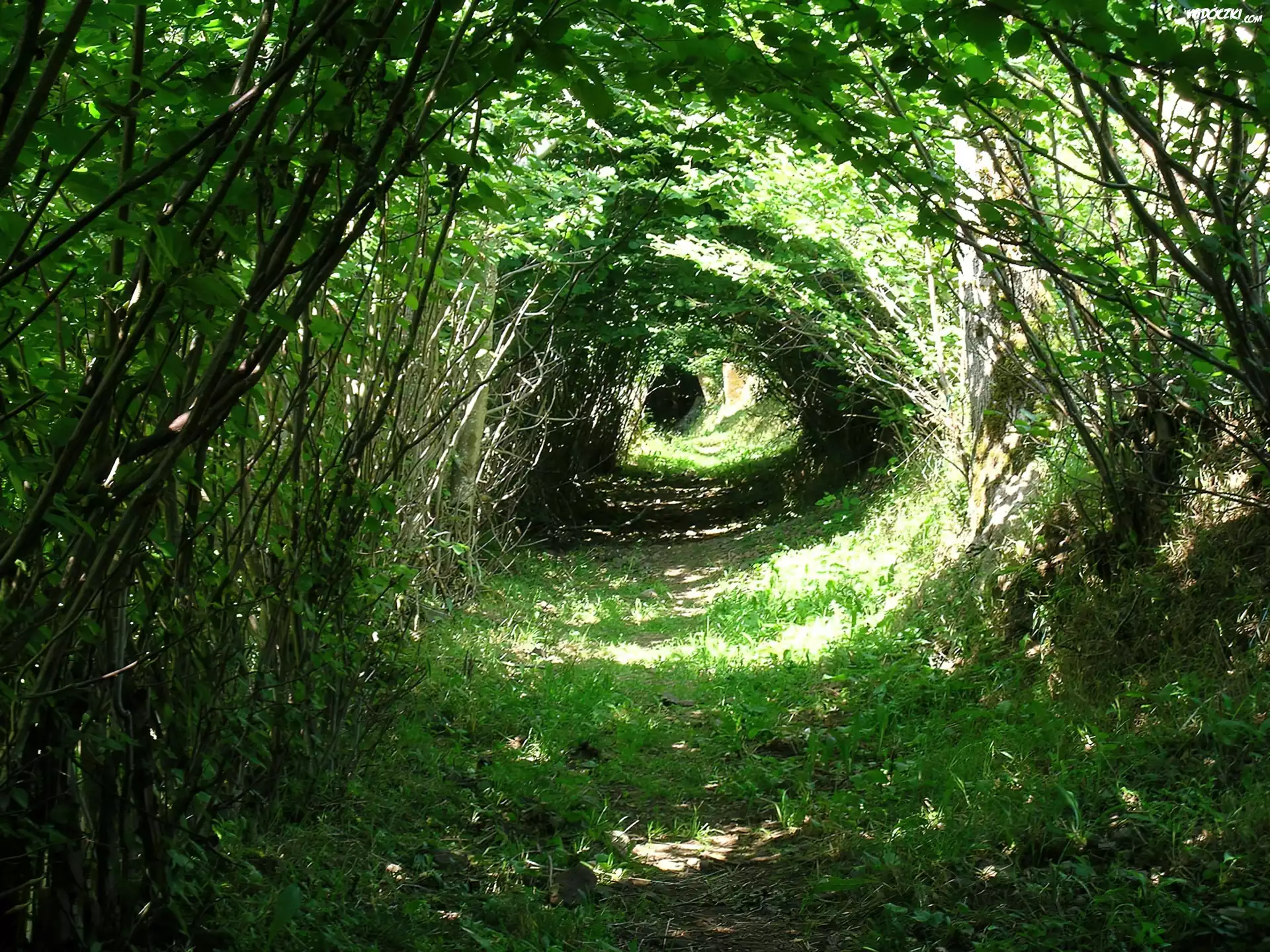 Las, Tunel, Drzewa