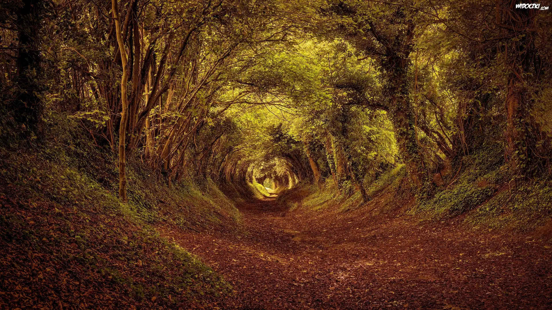 Las, Tunel, Liście