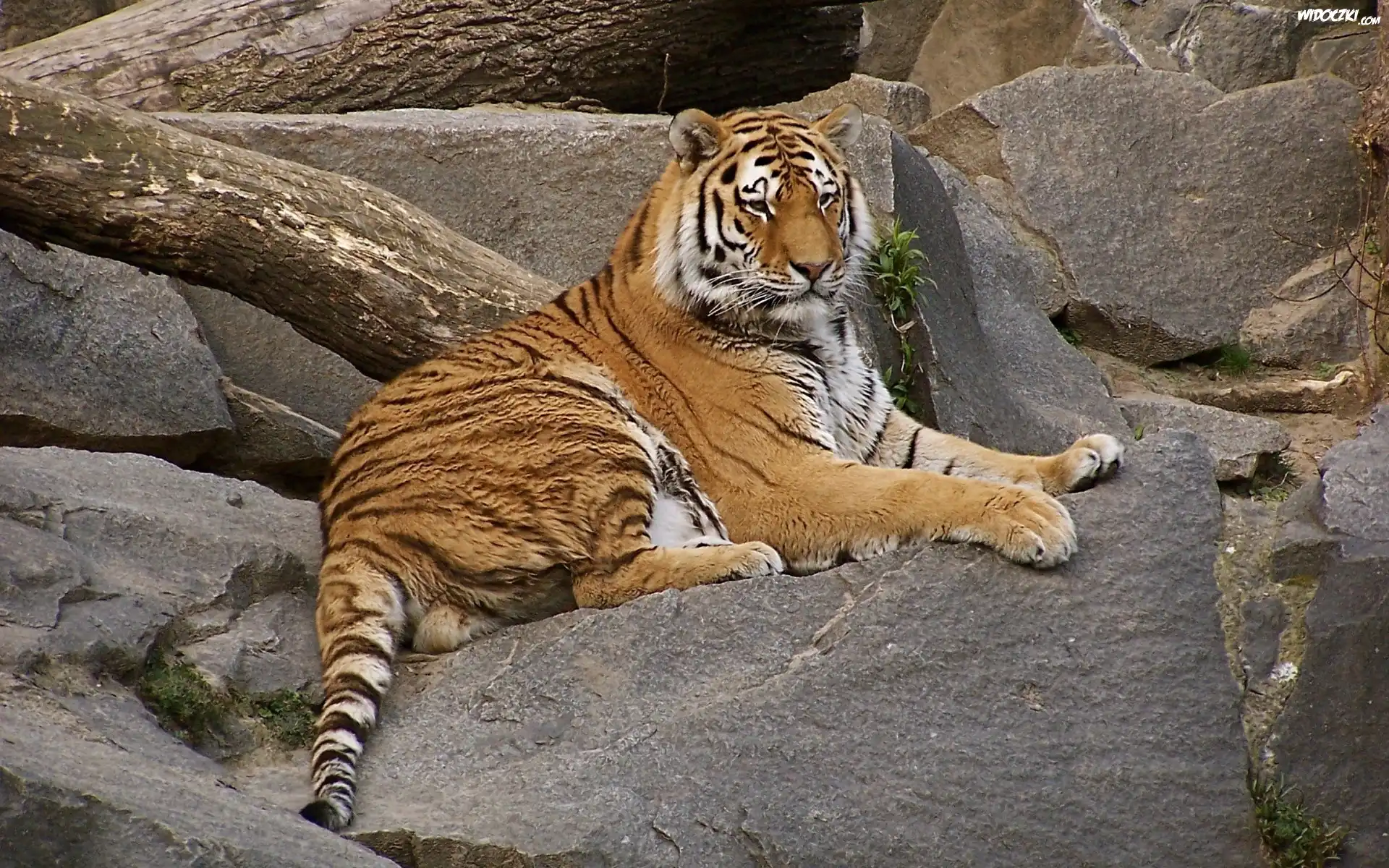 Tygrys, Skały
