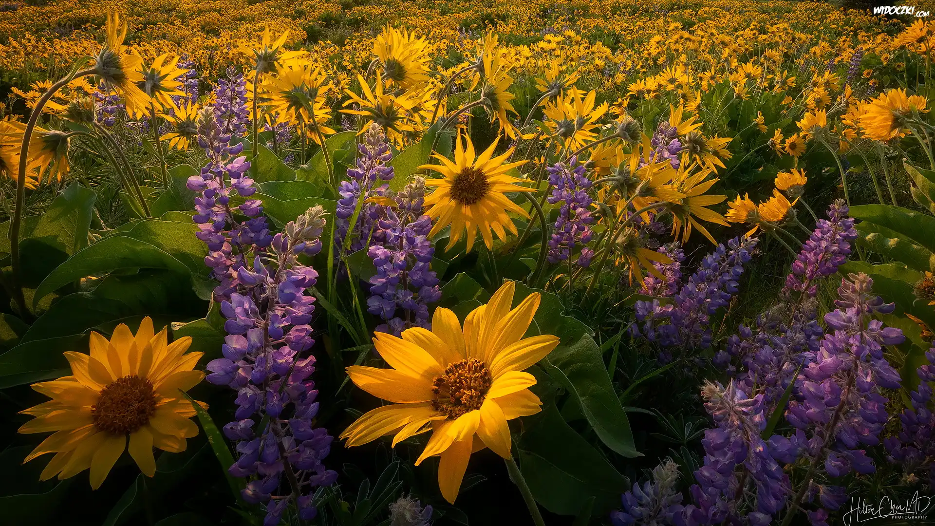 Żółte, Kwiaty, Balsamorhiza, Łubin, Łąka