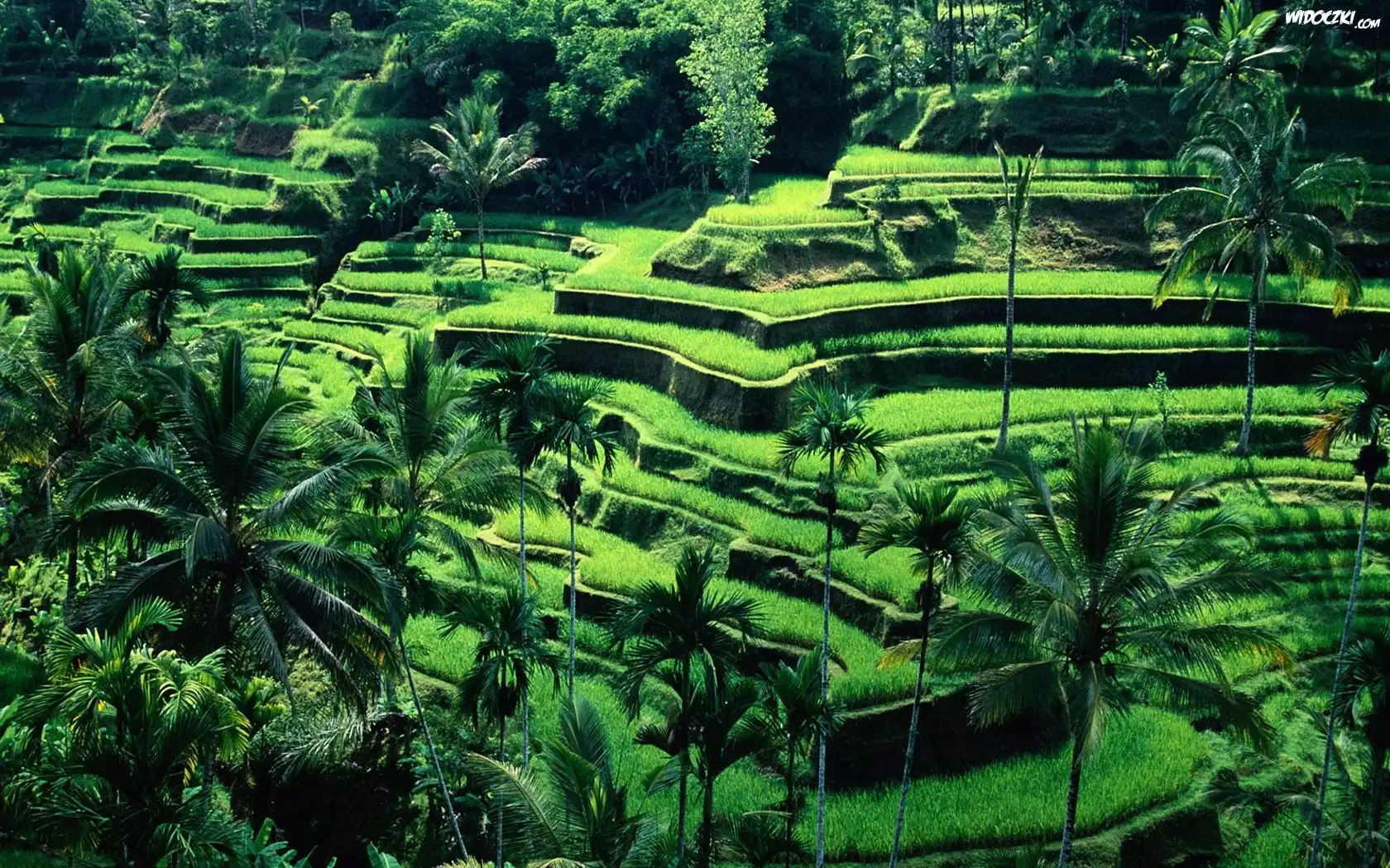 Tarasy, Uprawne, Bali