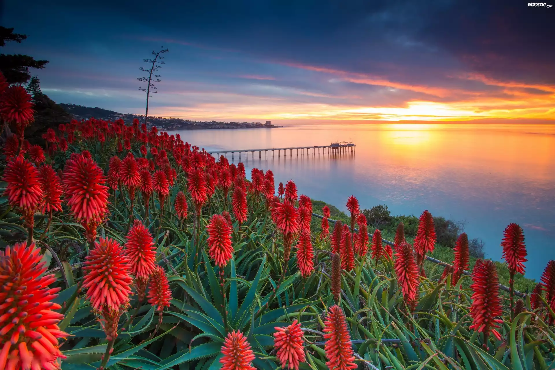 Wybrzeże, USA, Kwiaty, Aloes, Zachód słońca Morze