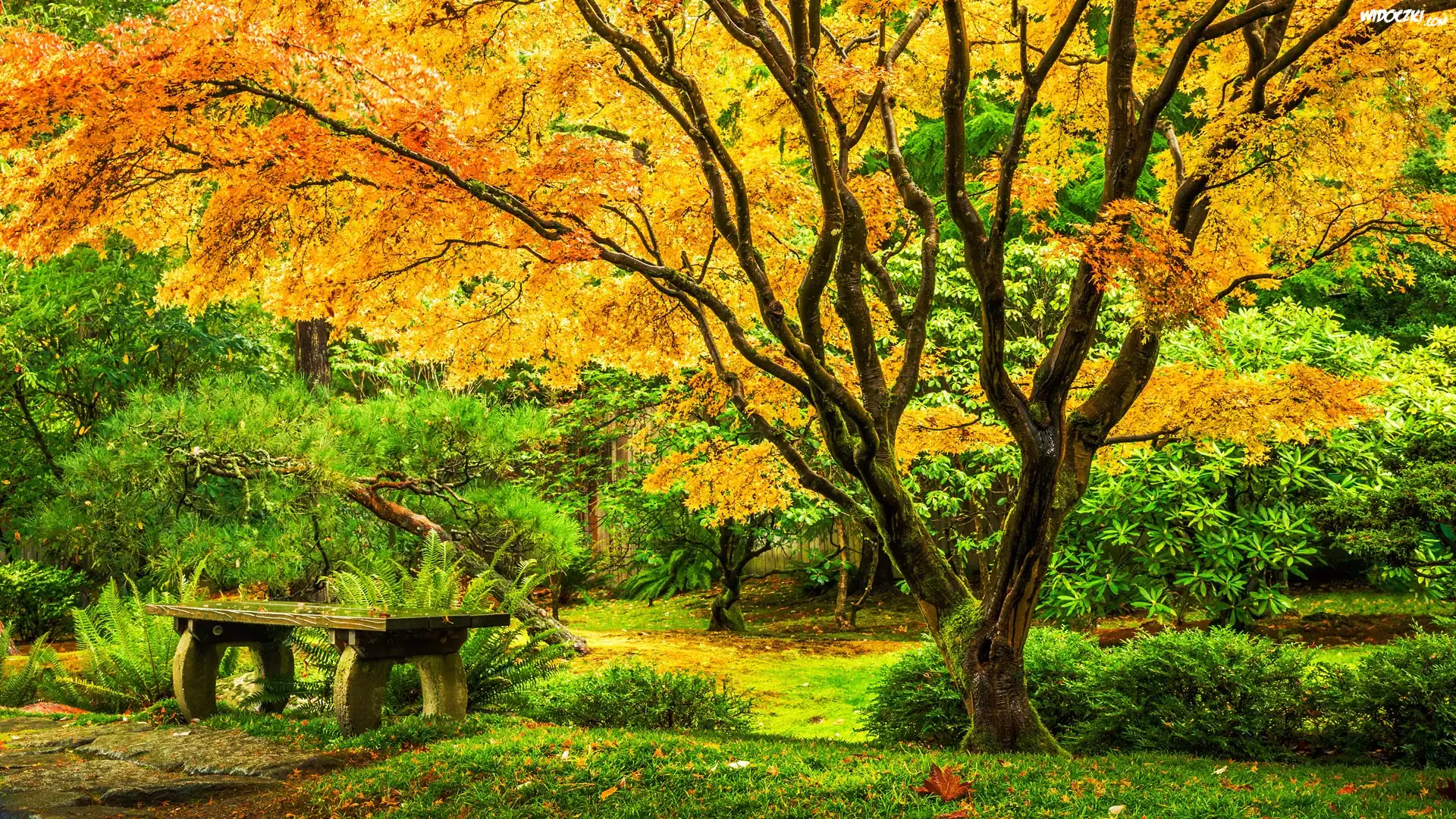 Ławka, Klon japoński, Park, Washington Park Arboretum, Ogród, Seattle, Stany Zjednoczone